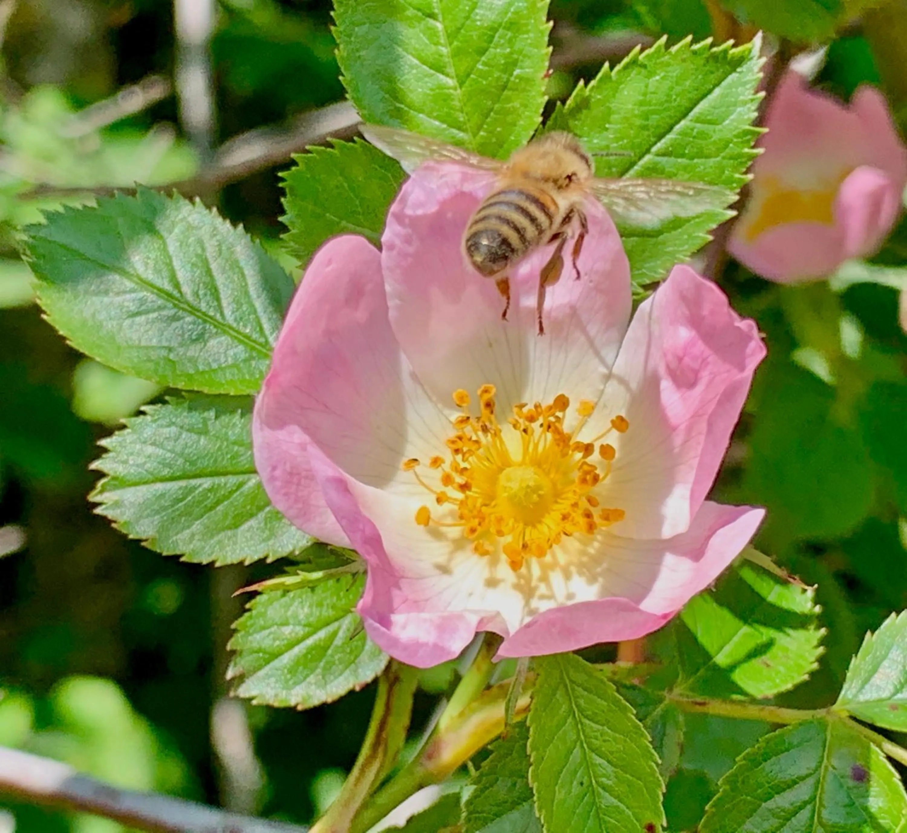 Agriturismo Ai Castioni