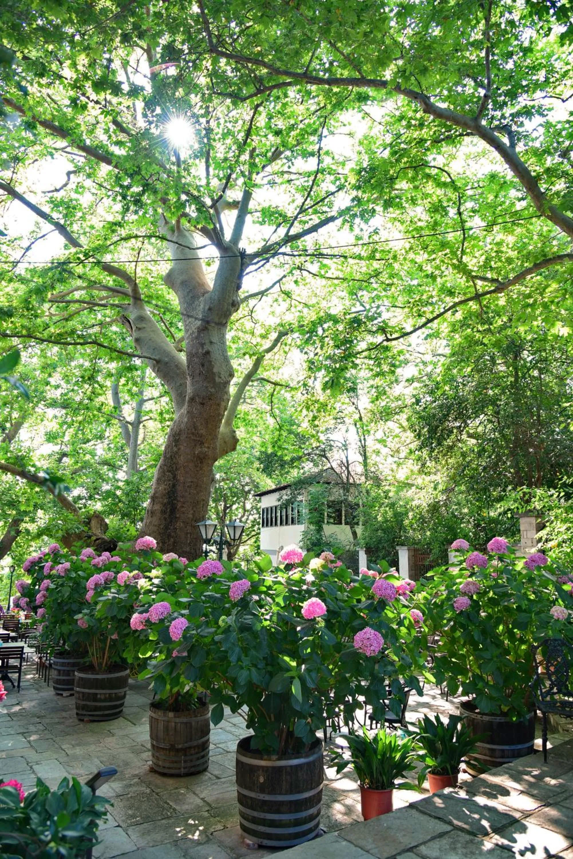 Garden in Hotel Filoxenia