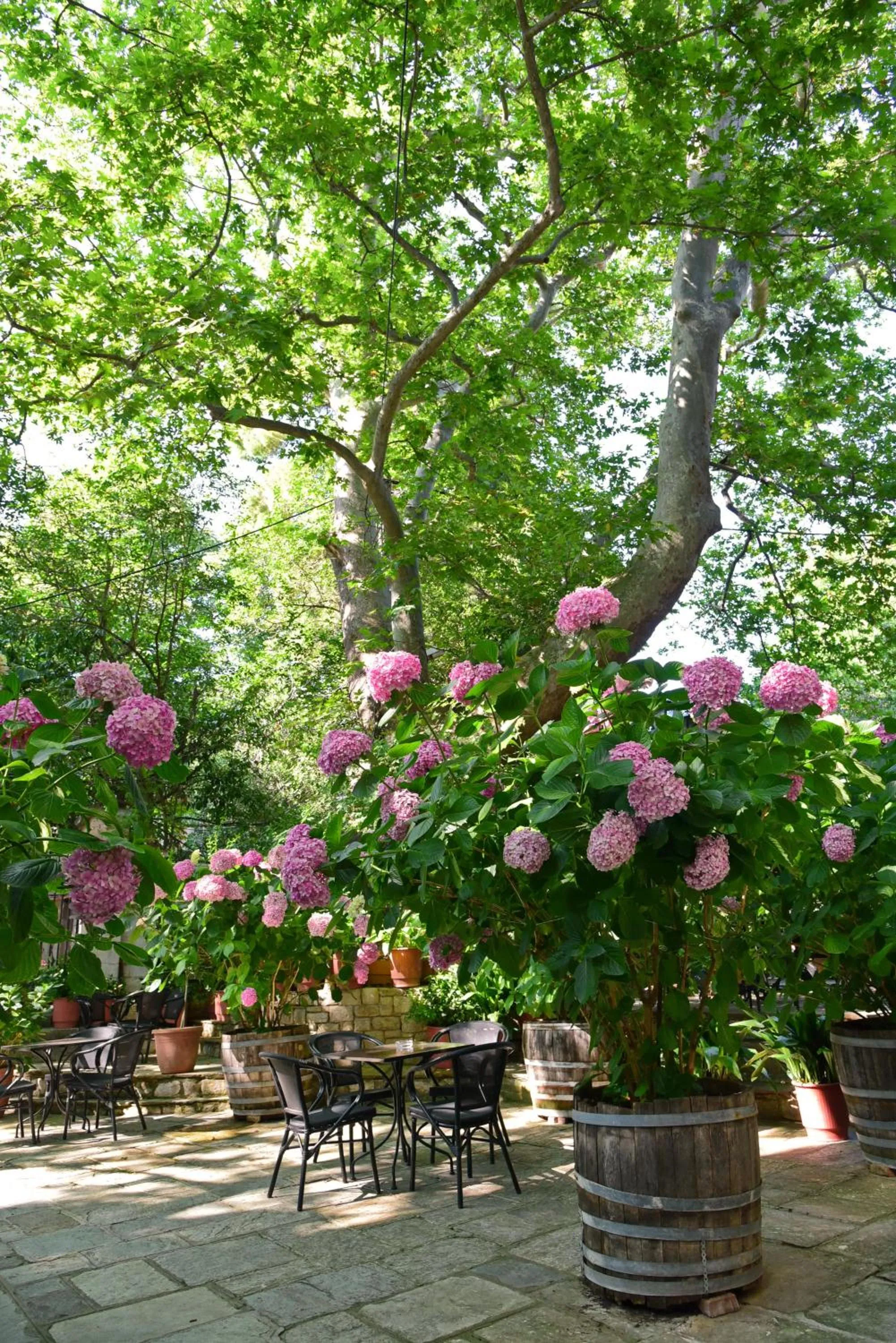 Garden view in Hotel Filoxenia