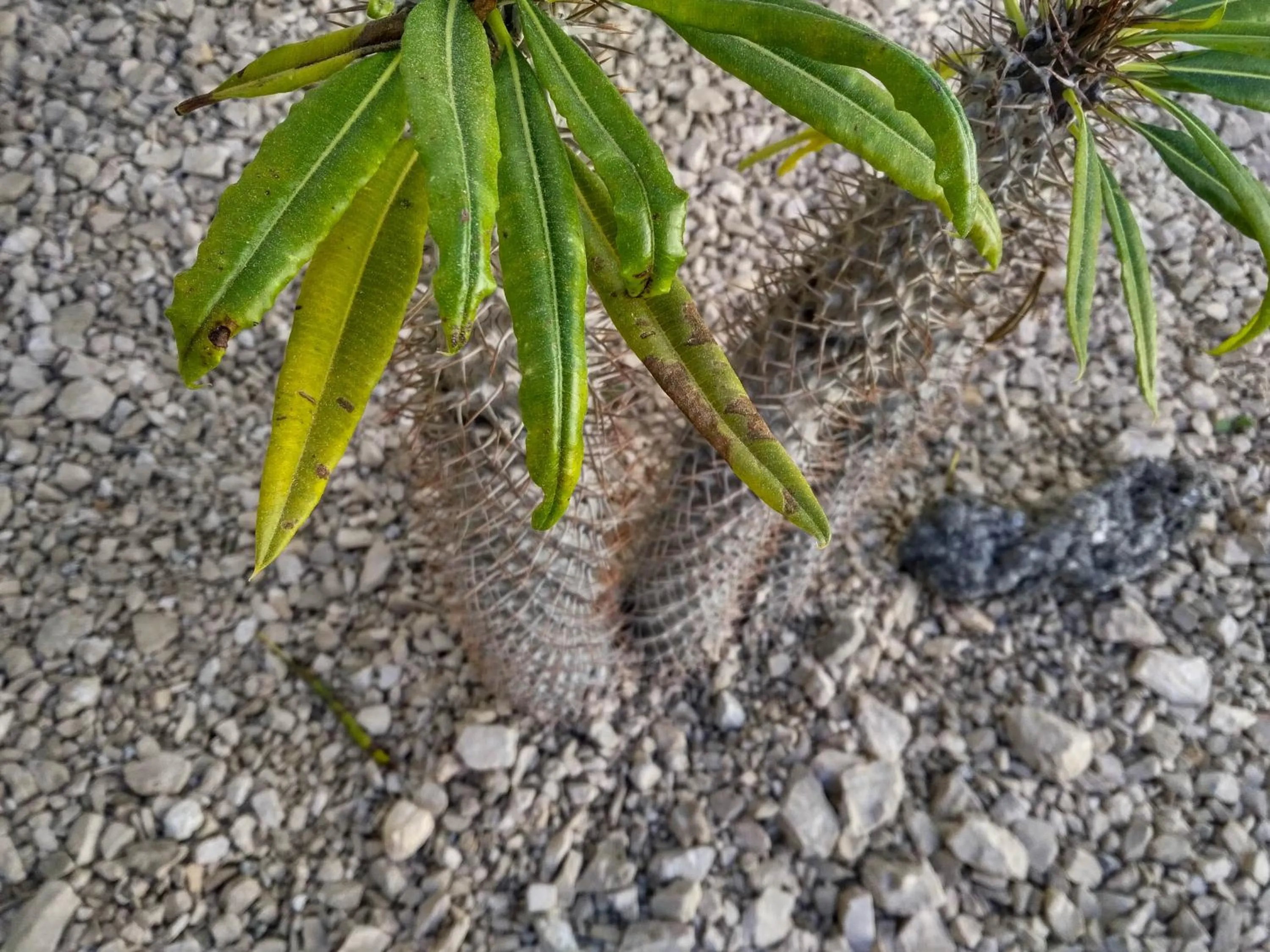 Garden in La Tozi Hotel