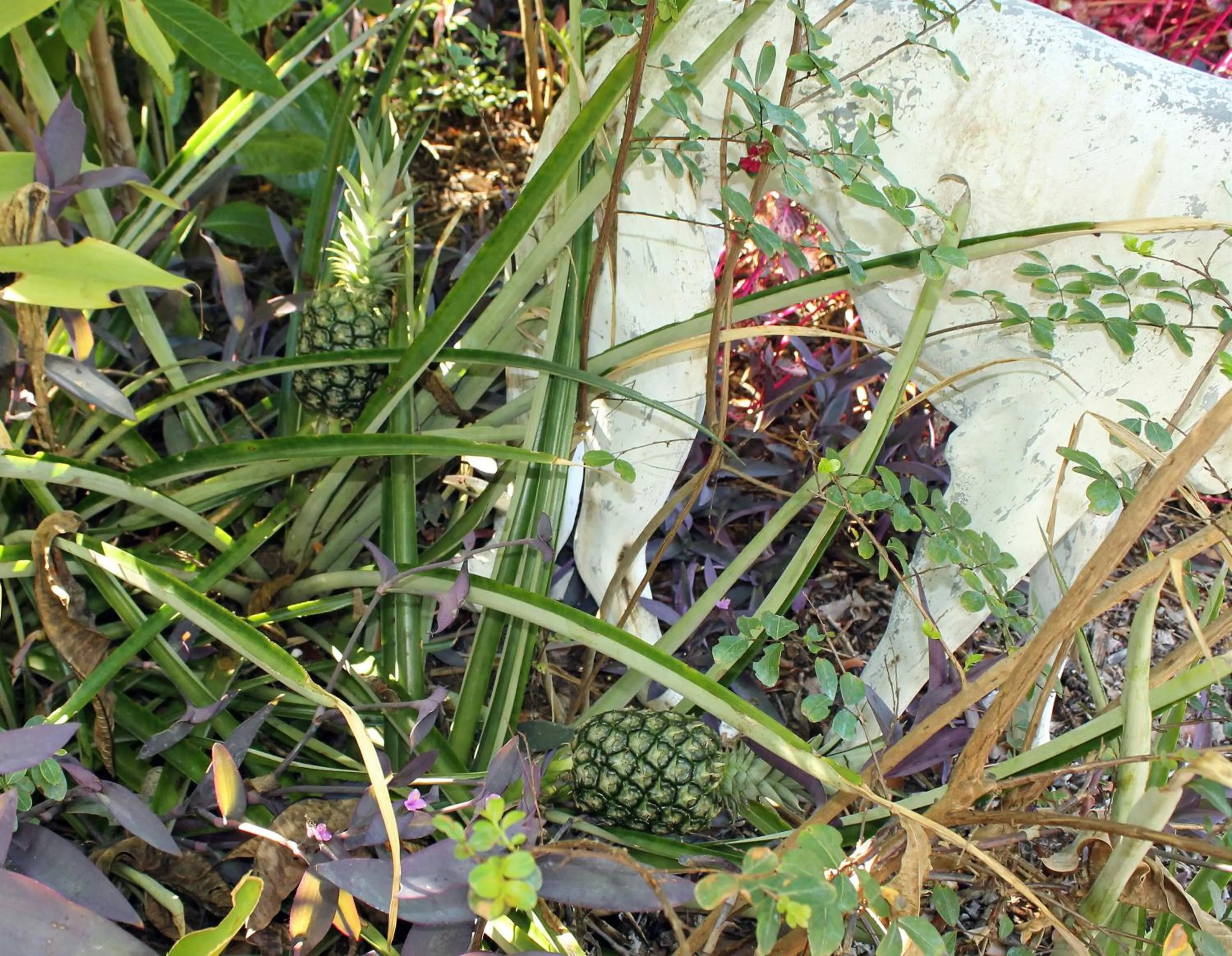 Food close-up in Heron Cay Lakeview Bed & Breakfast