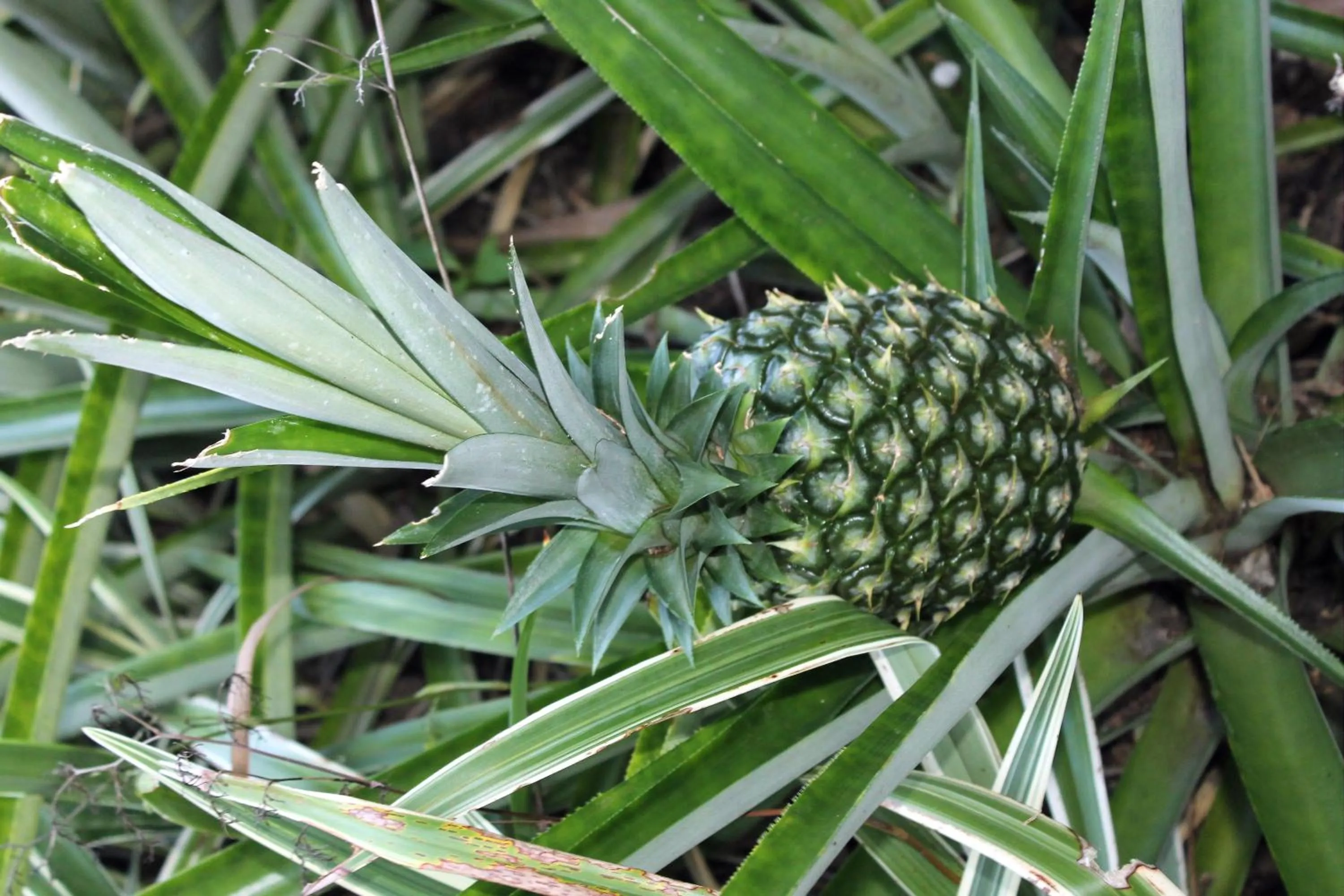 Food close-up in Heron Cay Lakeview Bed & Breakfast