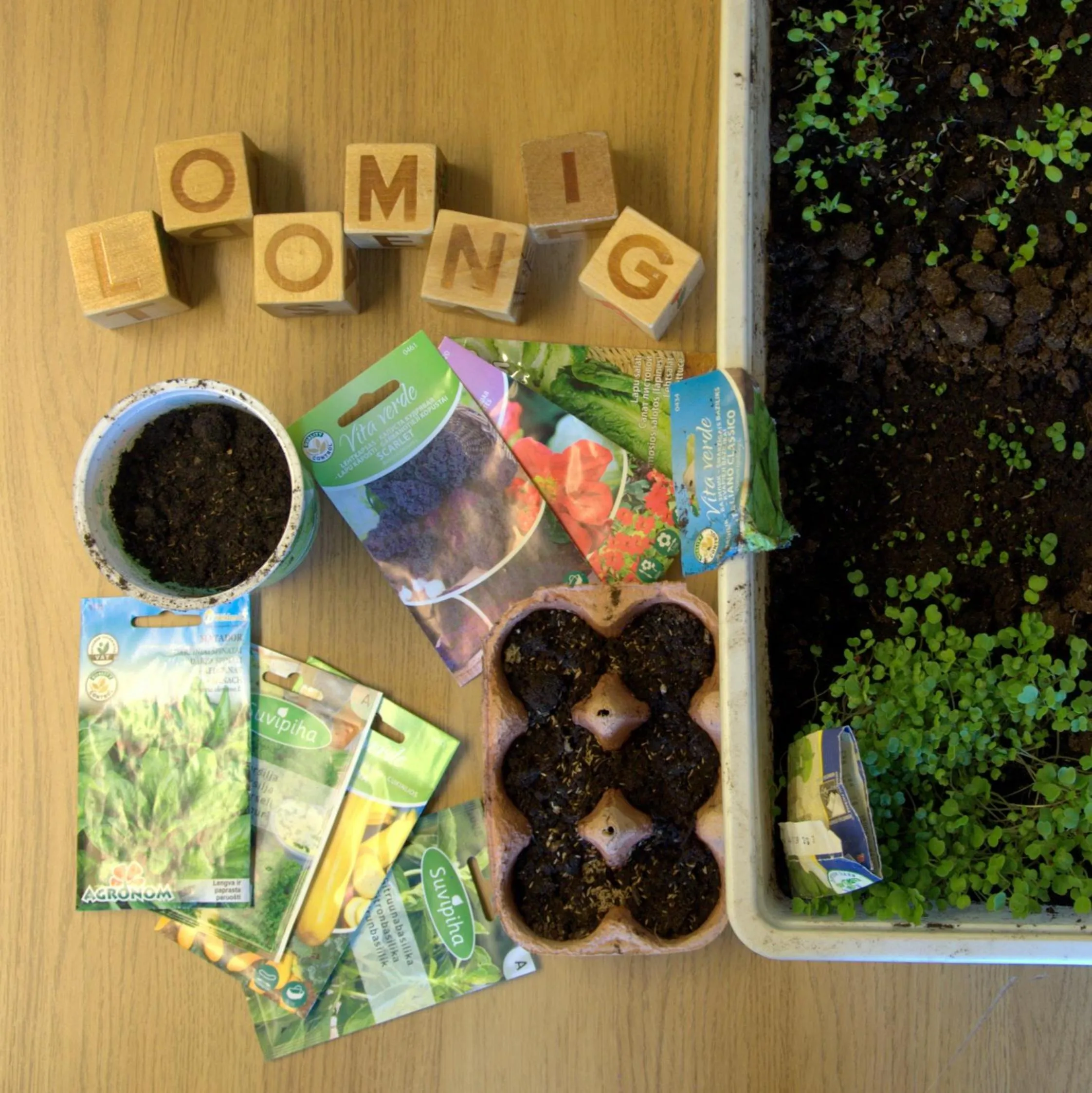 Garden in Looming Hostel