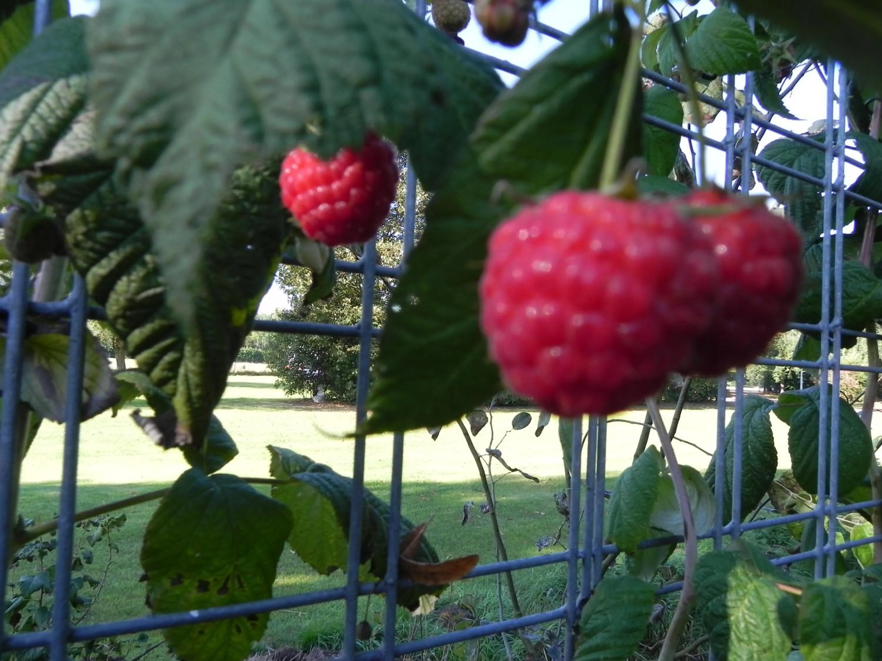 Food close-up in Hoeve de Mertel