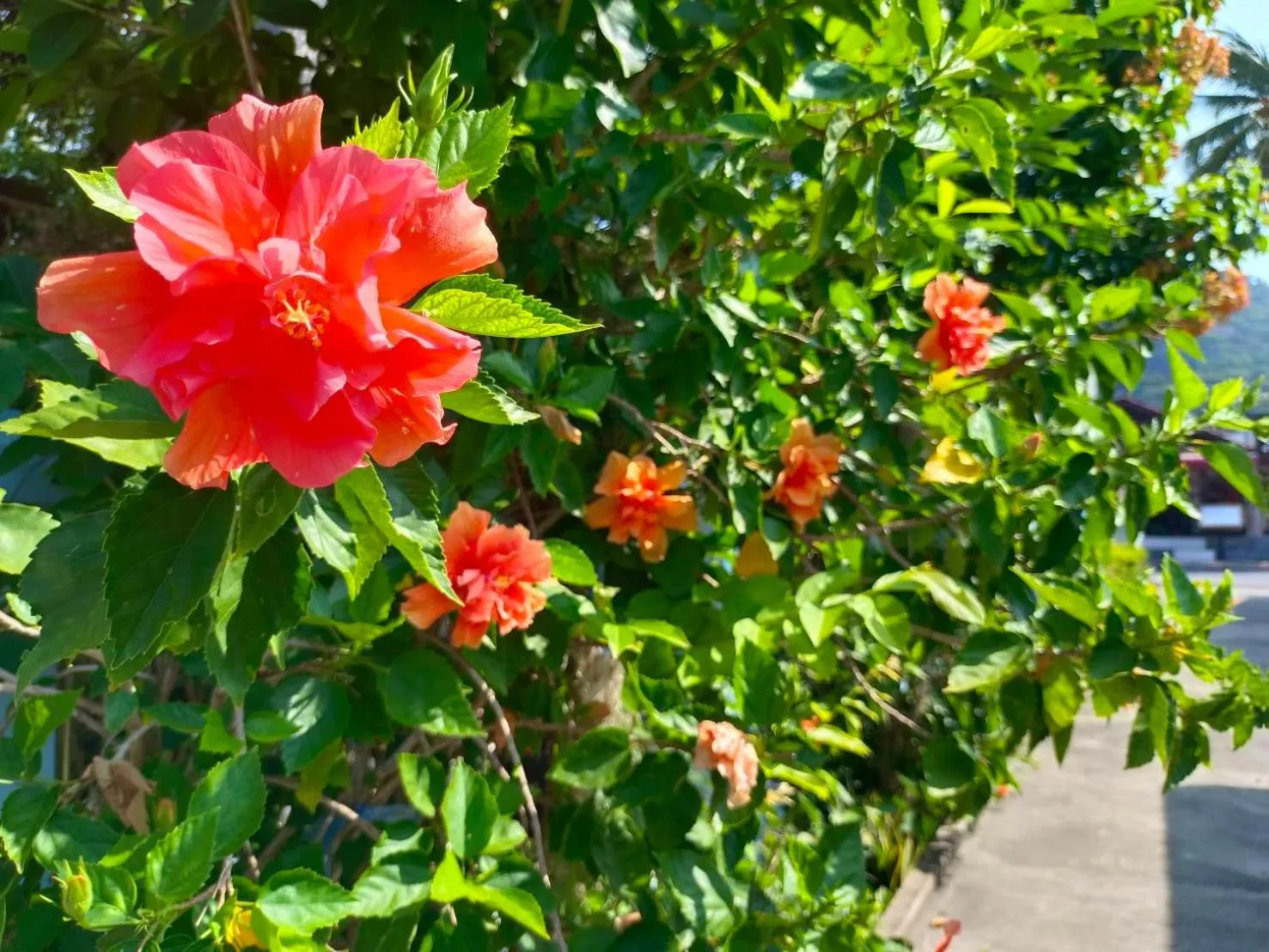 View (from property/room) in Phannarai House