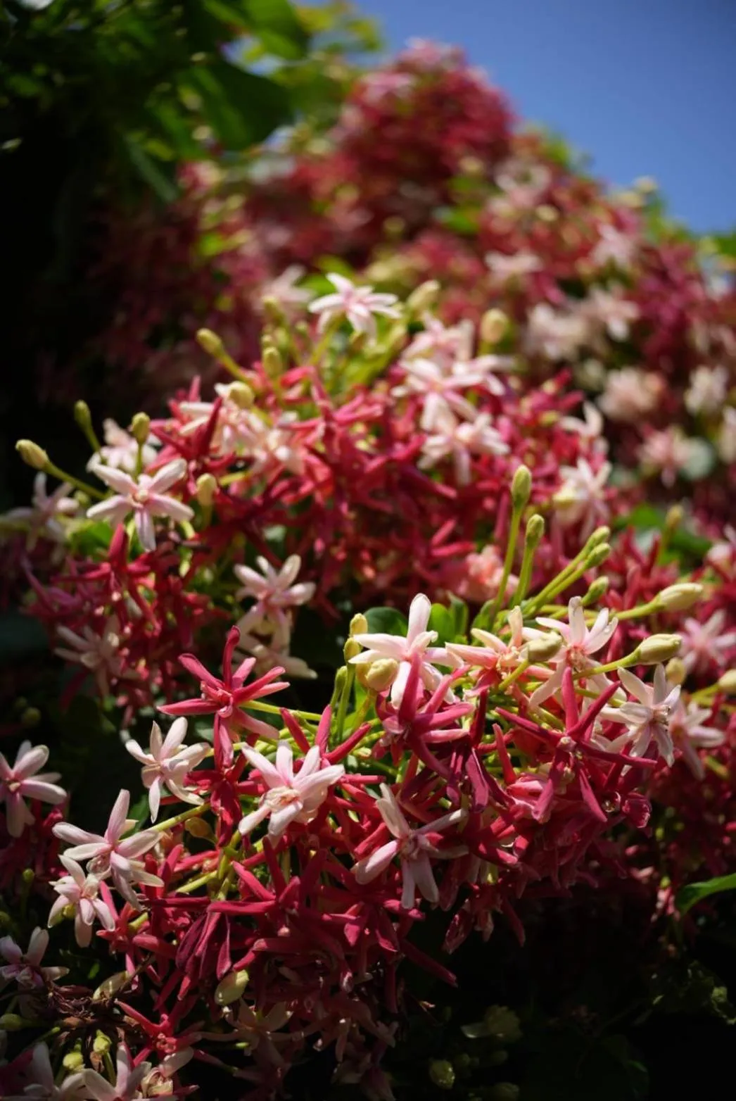 Garden in Phannarai House