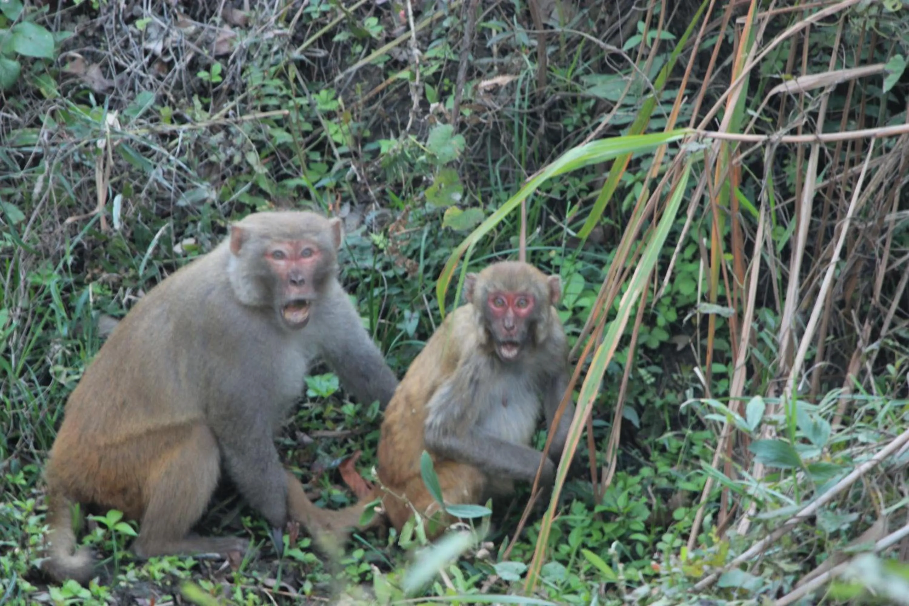 Animals in Nature Hunt Eco Camp
