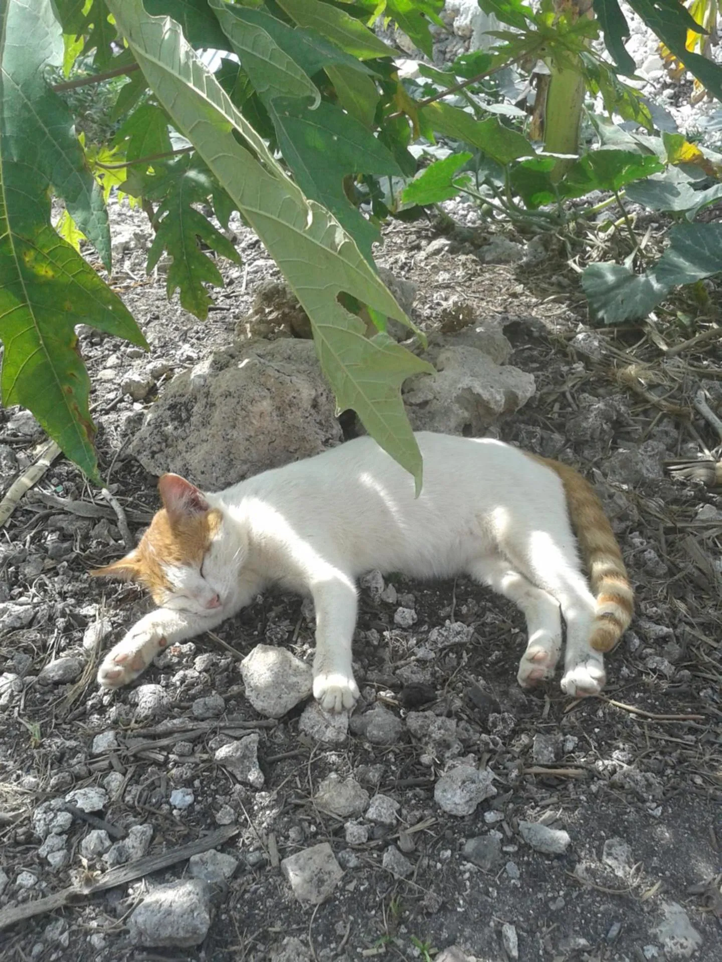 Pets in Kilimani House