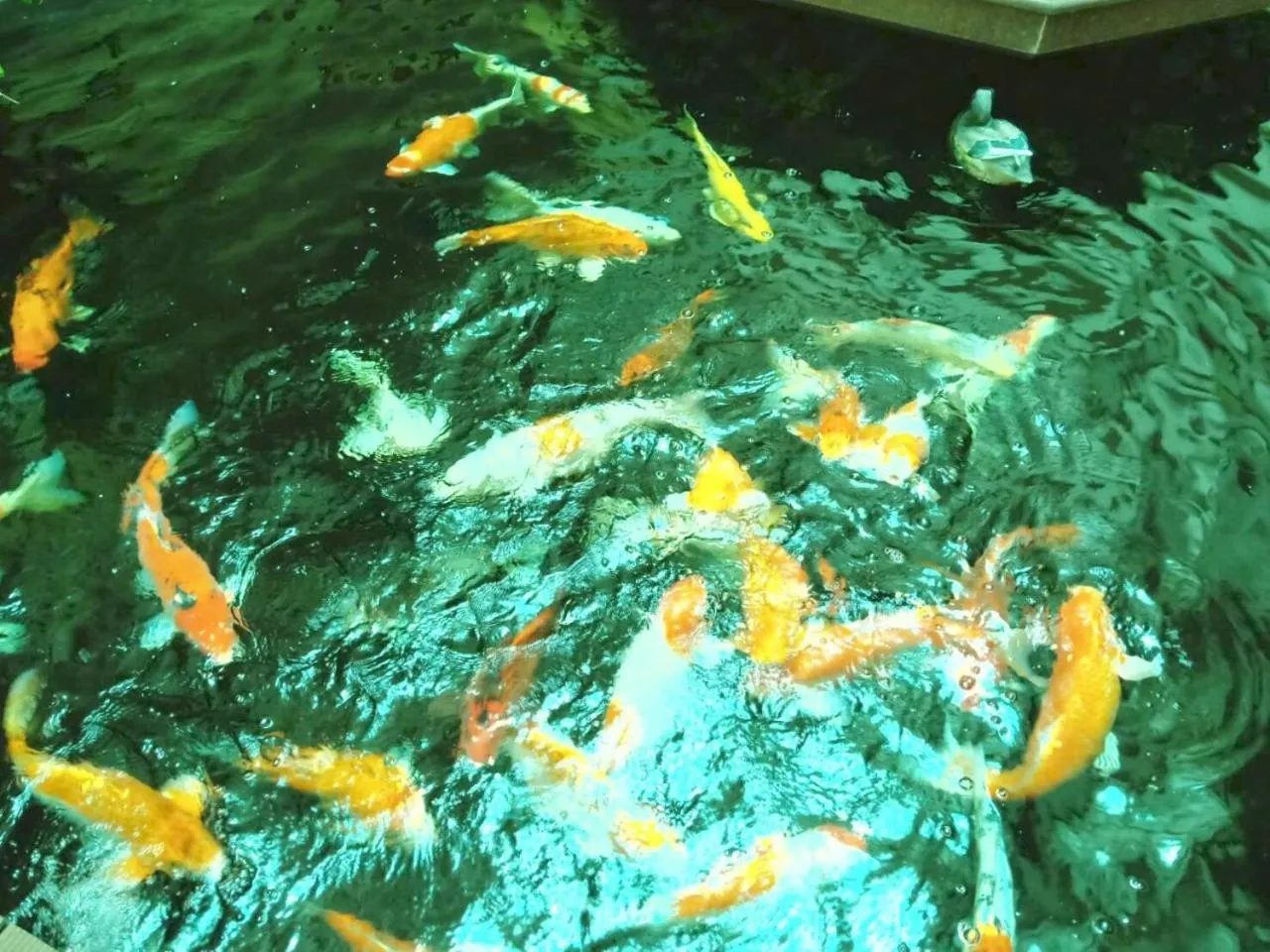 Garden in Mei Zhou Phuket Hotel - SHA Plus