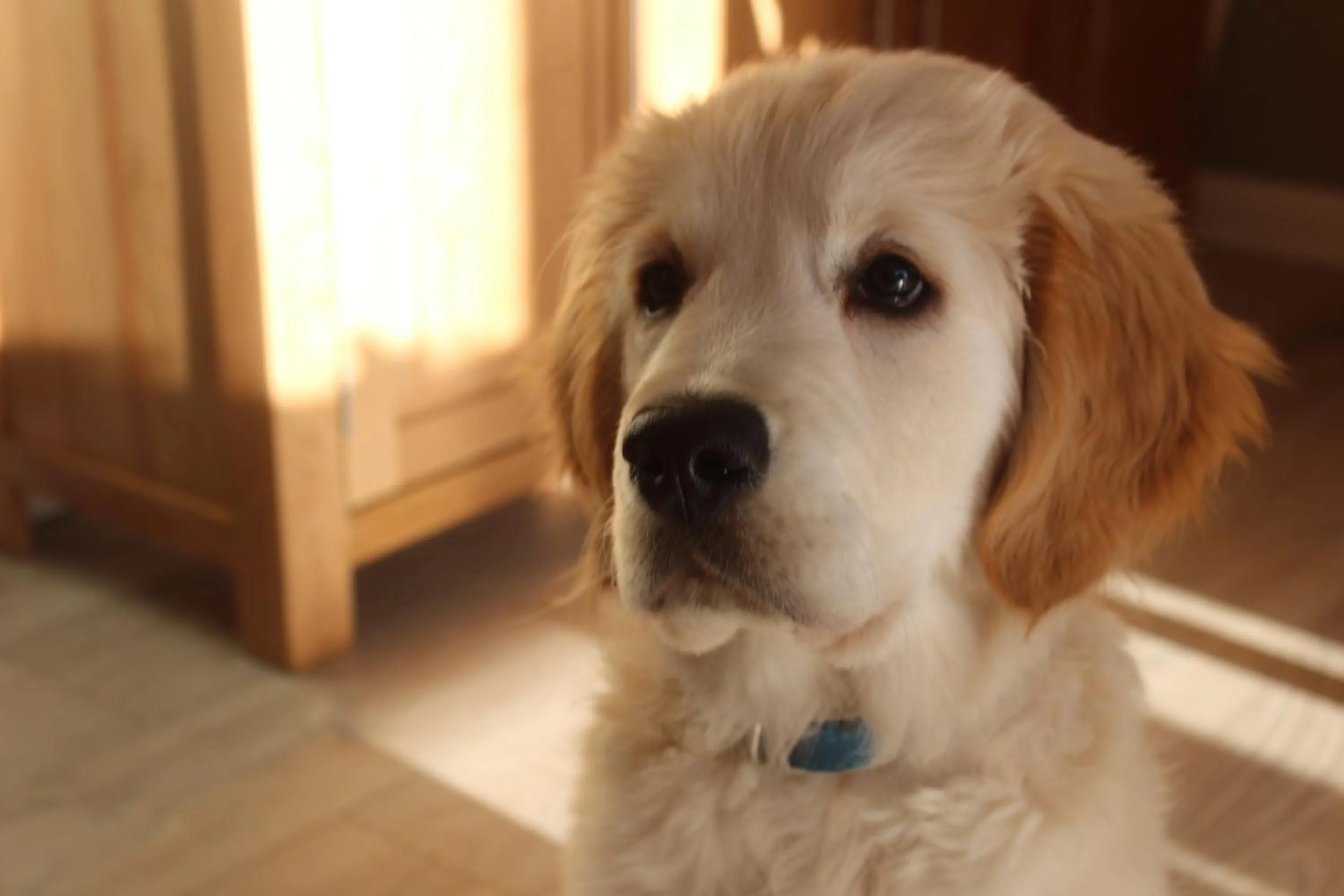 Other in The Swallows