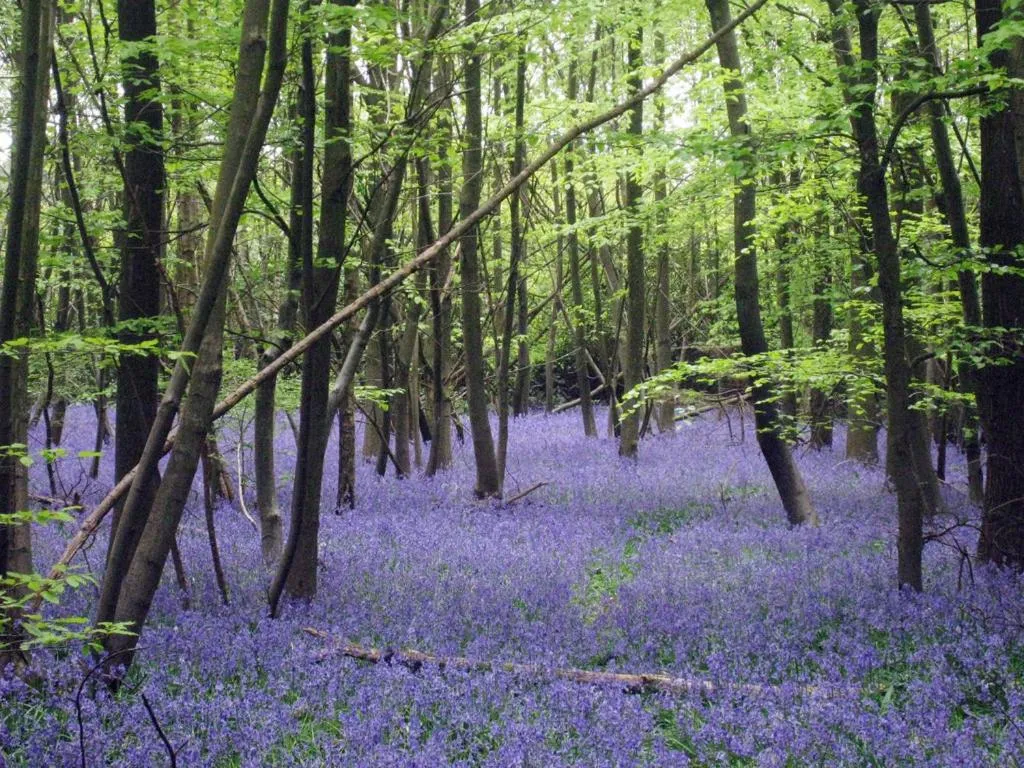 Natural landscape in Manor Farm Courtyard Cottages