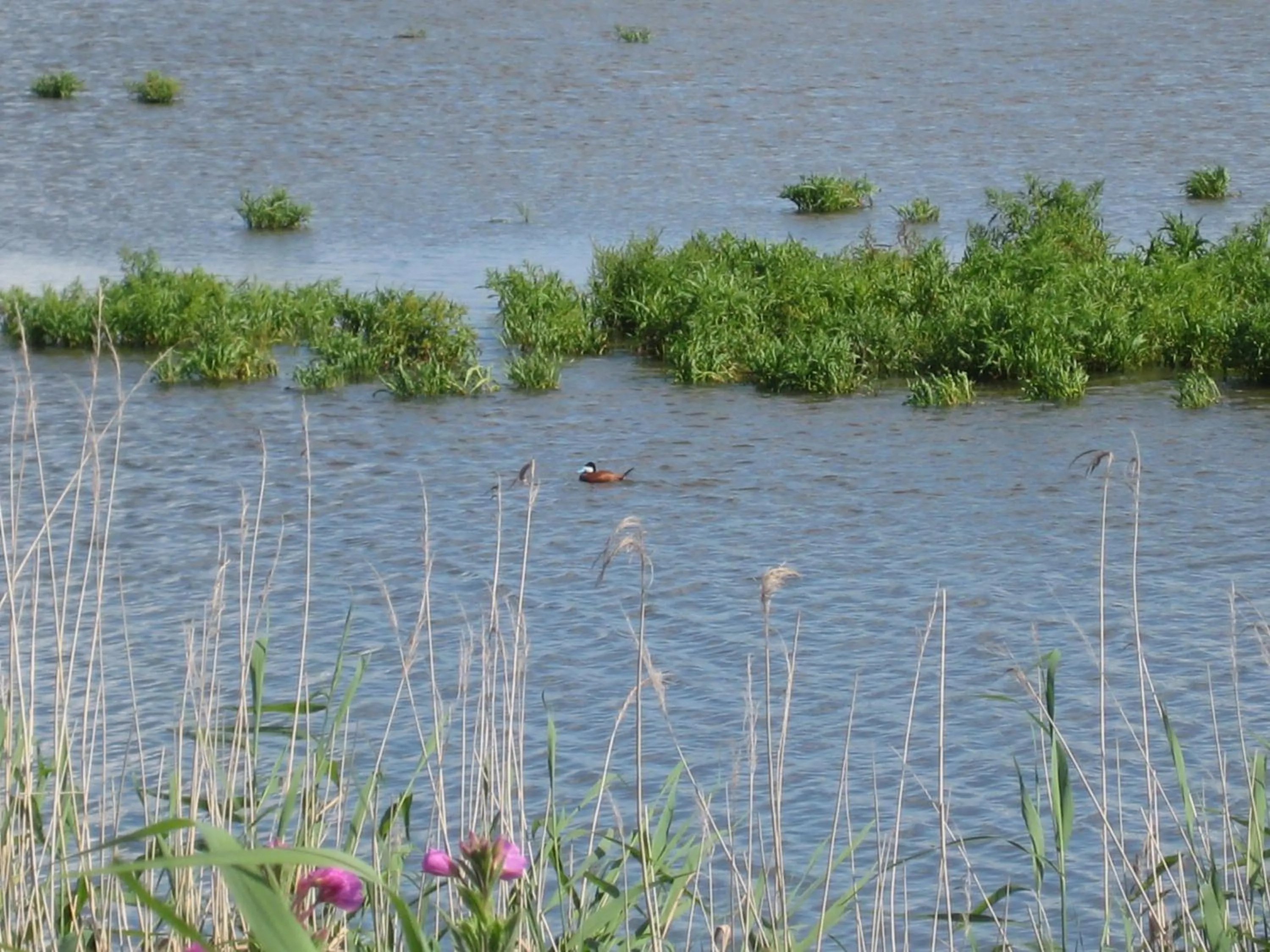 Activities in B&B 'T Skoalhûs