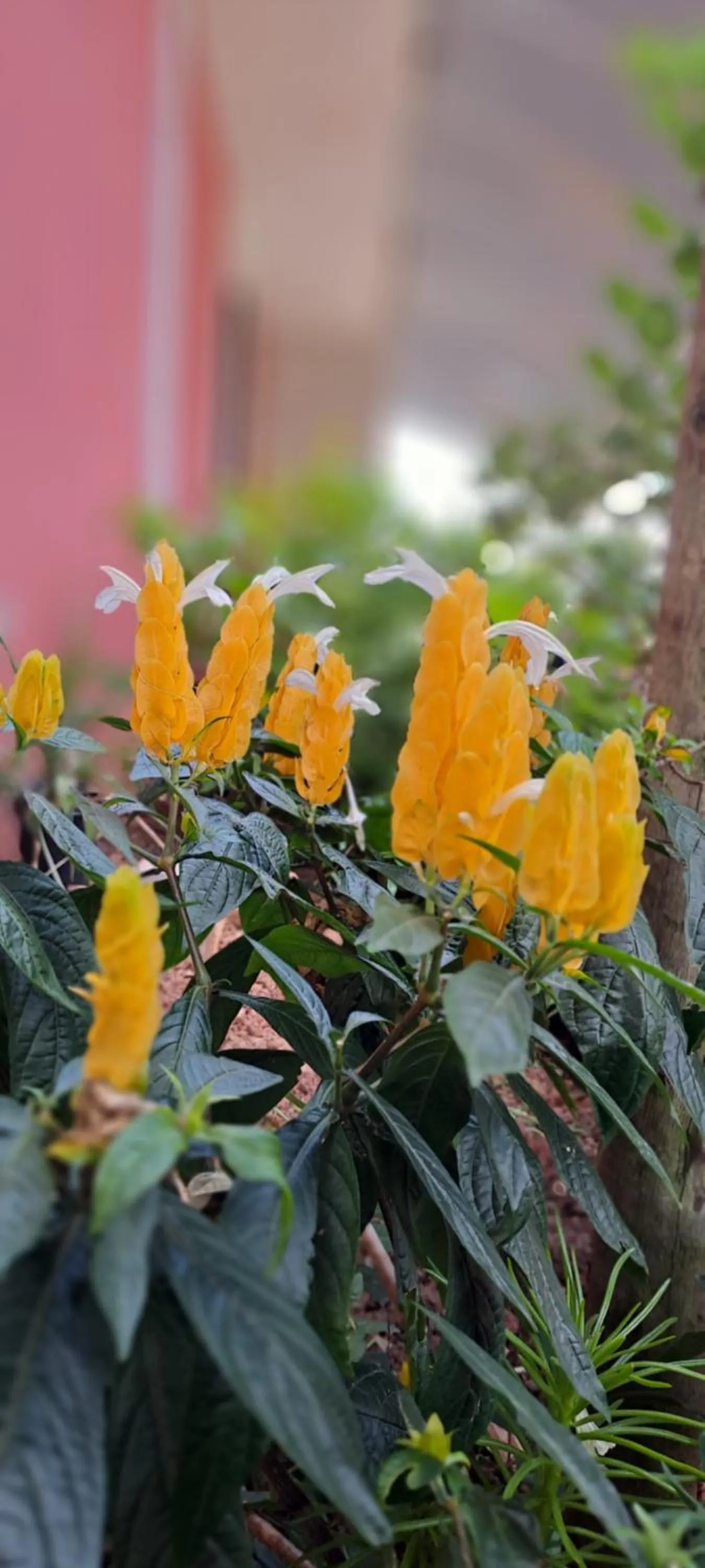 Garden in Pousada TOP Mairiporã