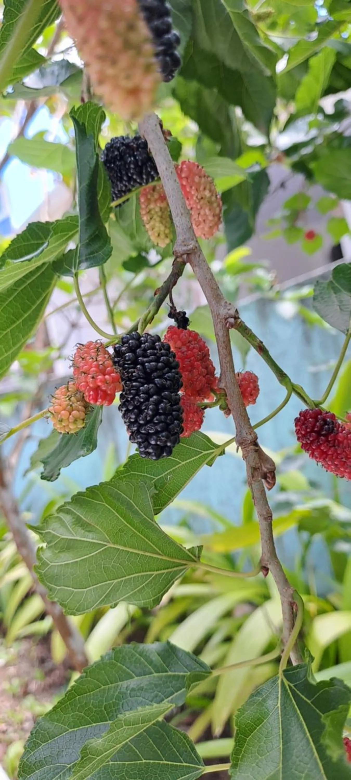 Garden in Pousada TOP Mairiporã
