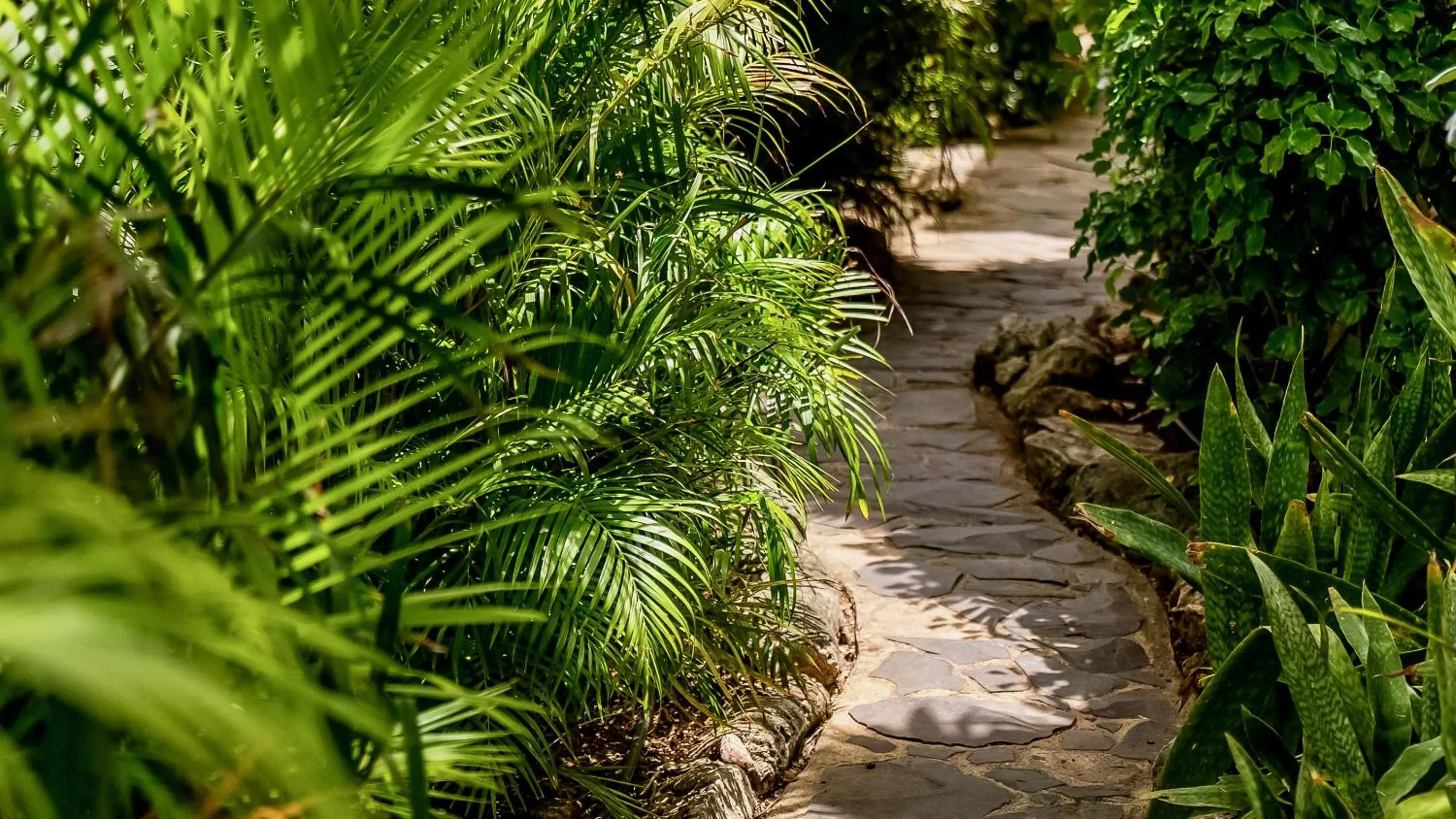 Natural landscape in Pietermaai Boutique Hotel