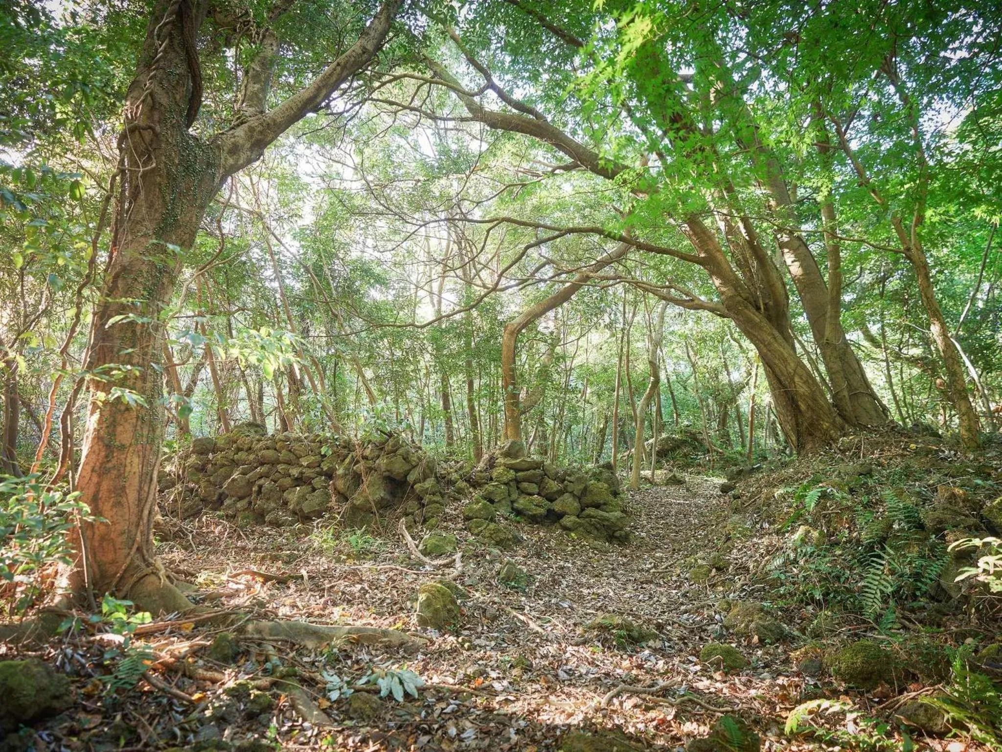 Other in Mercure Ambassador Jeju