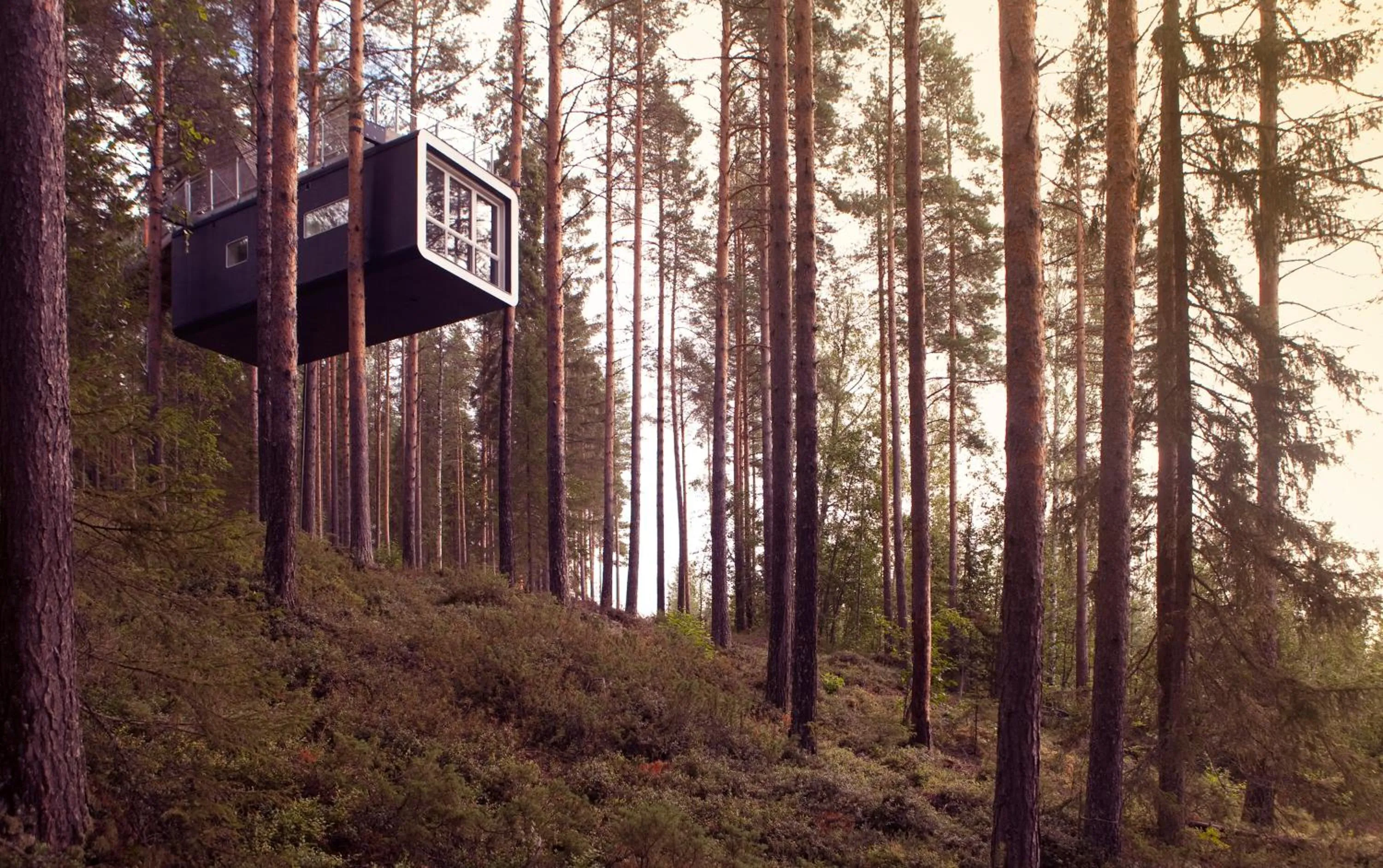 The Cabin in Treehotel