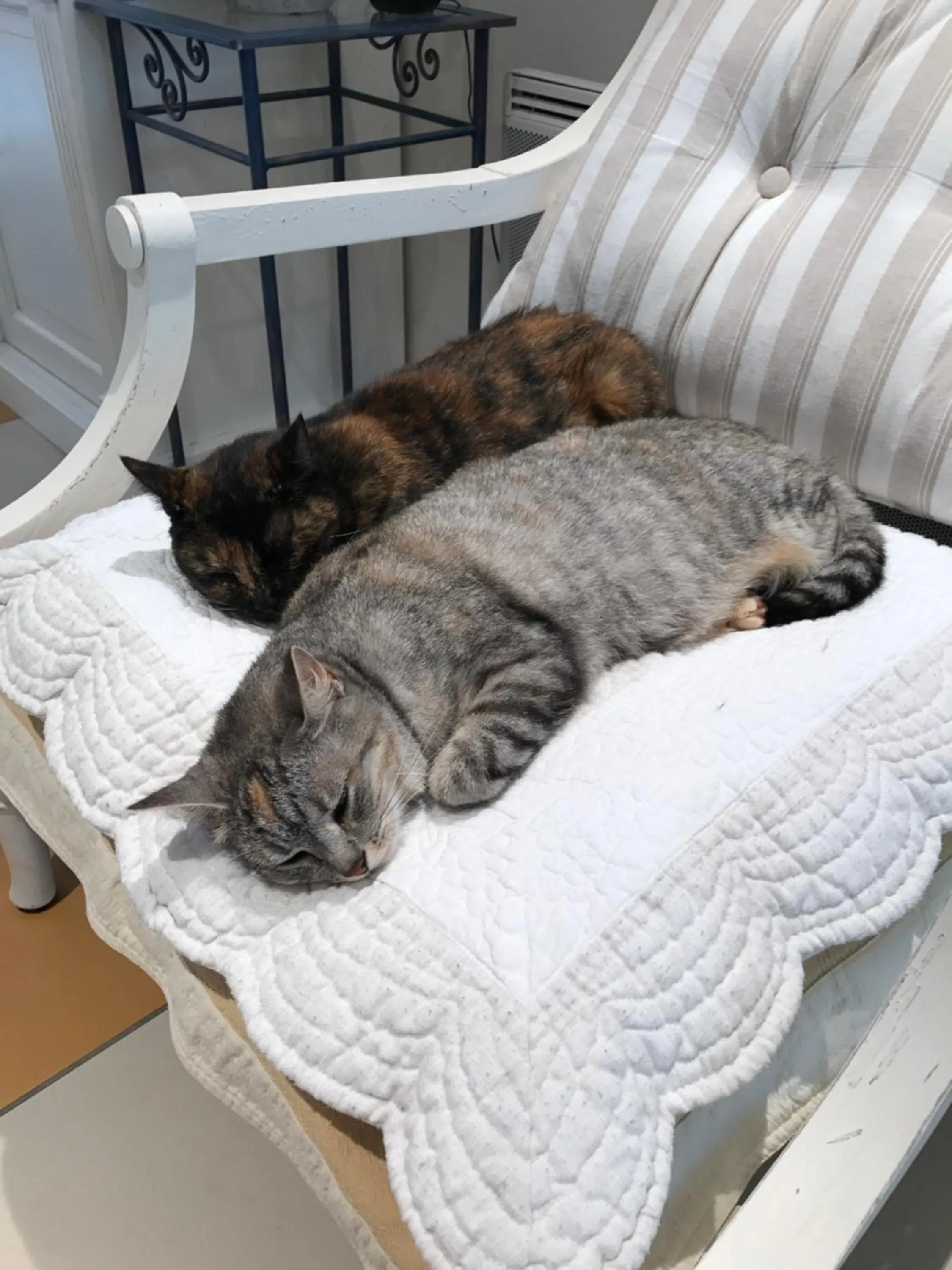 Pets in The Corner Properties