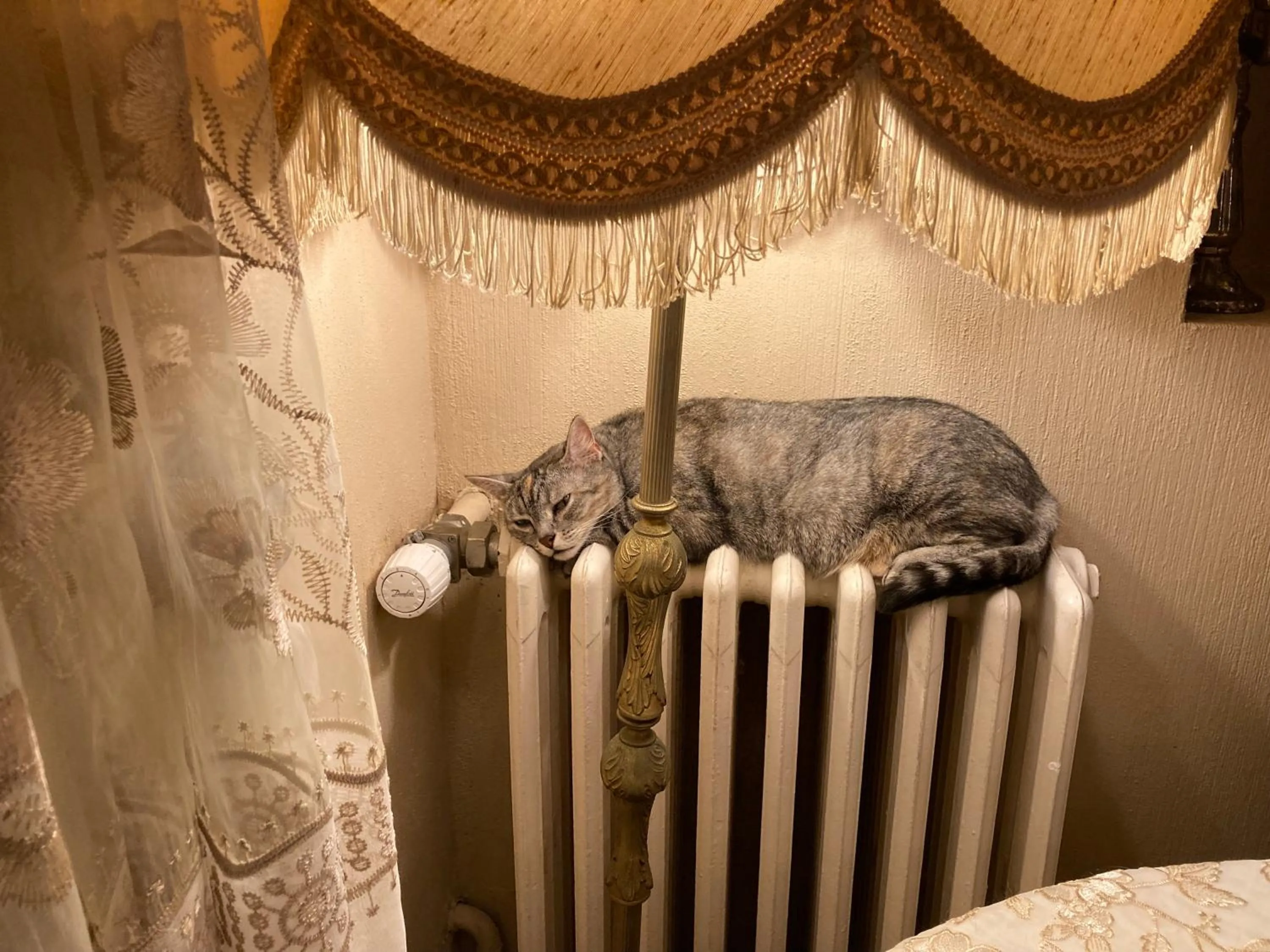 Pets in The Corner Properties