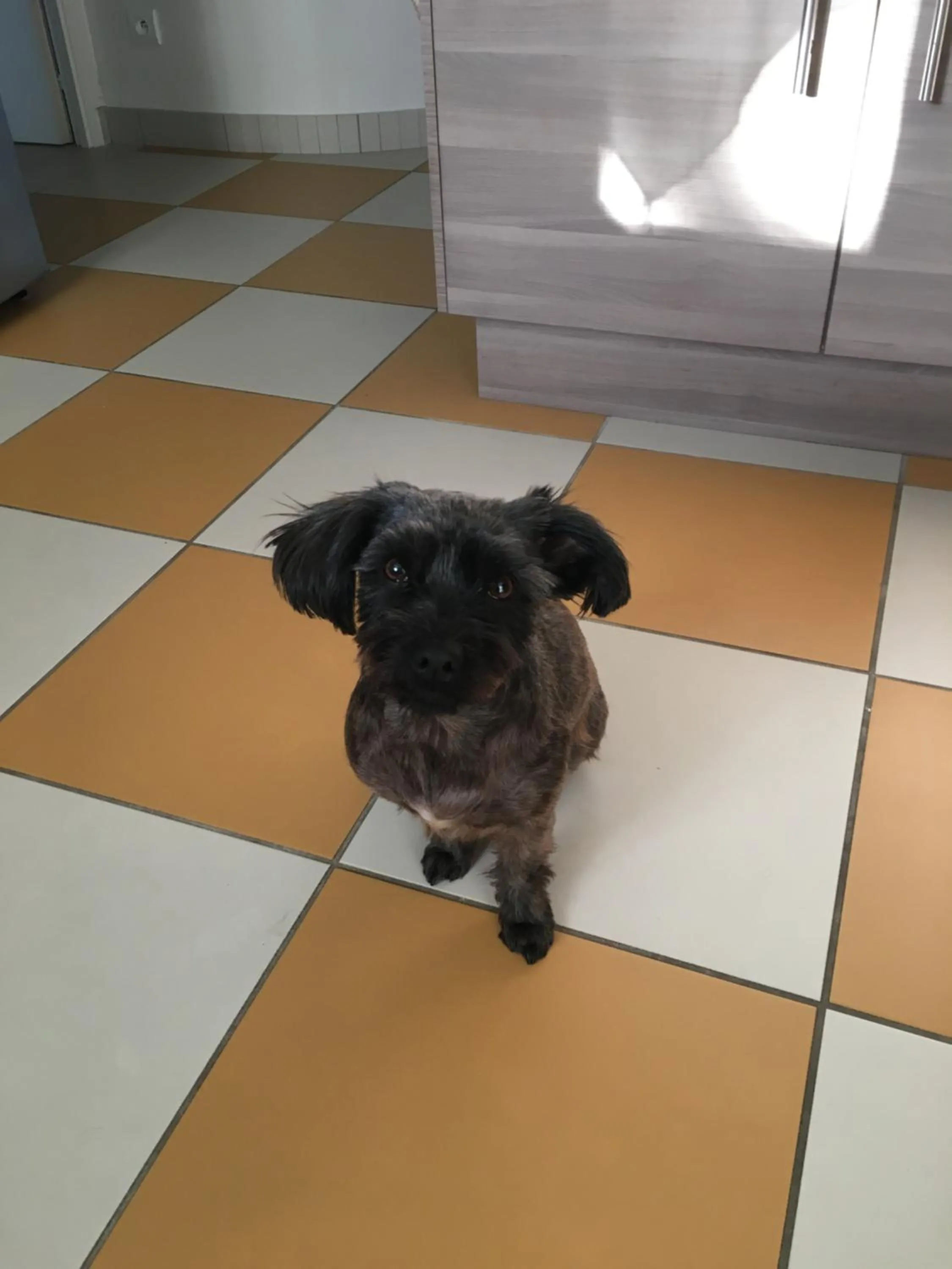 Pets in The Corner Properties