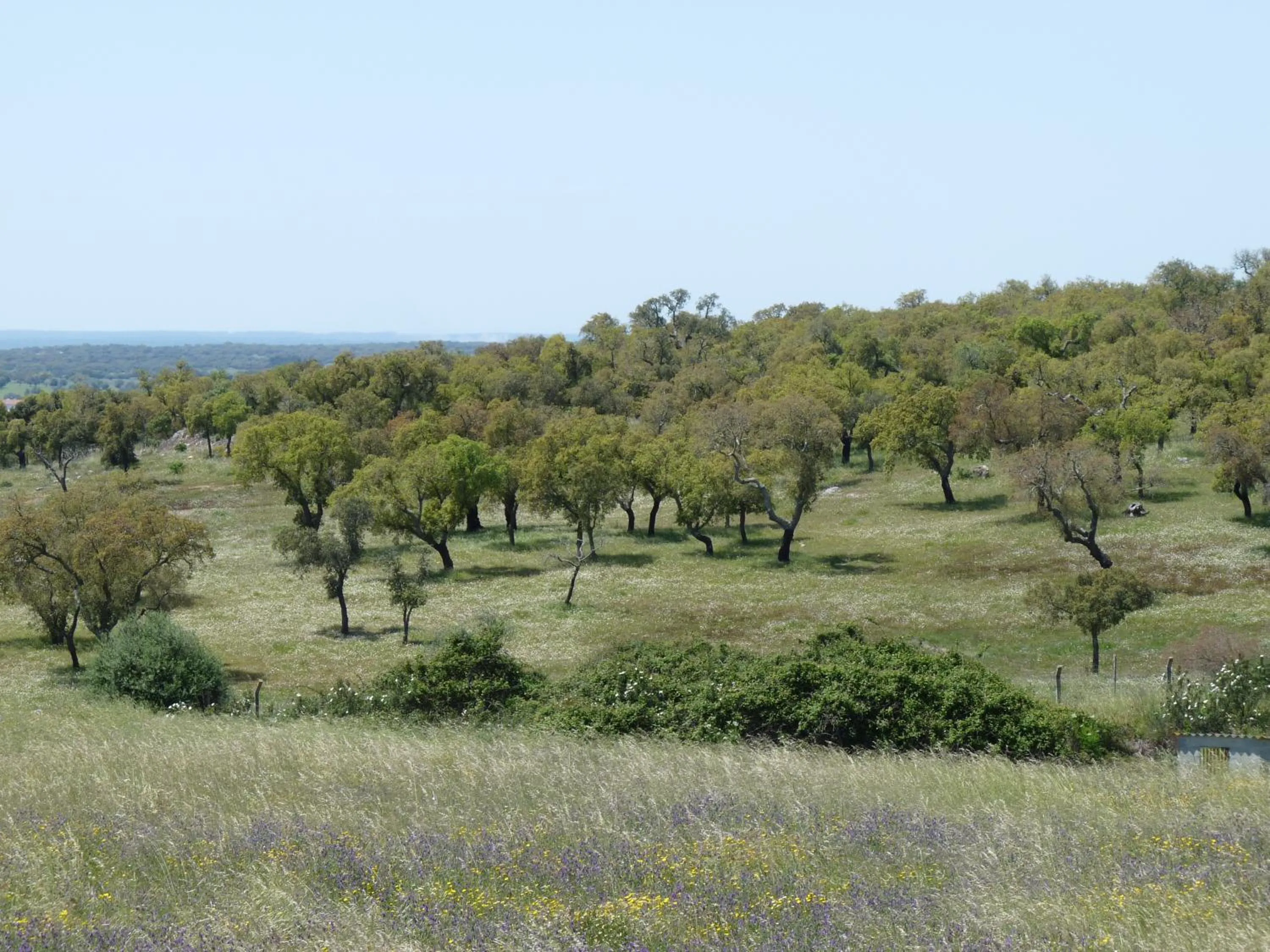 Natural landscape in MirArte