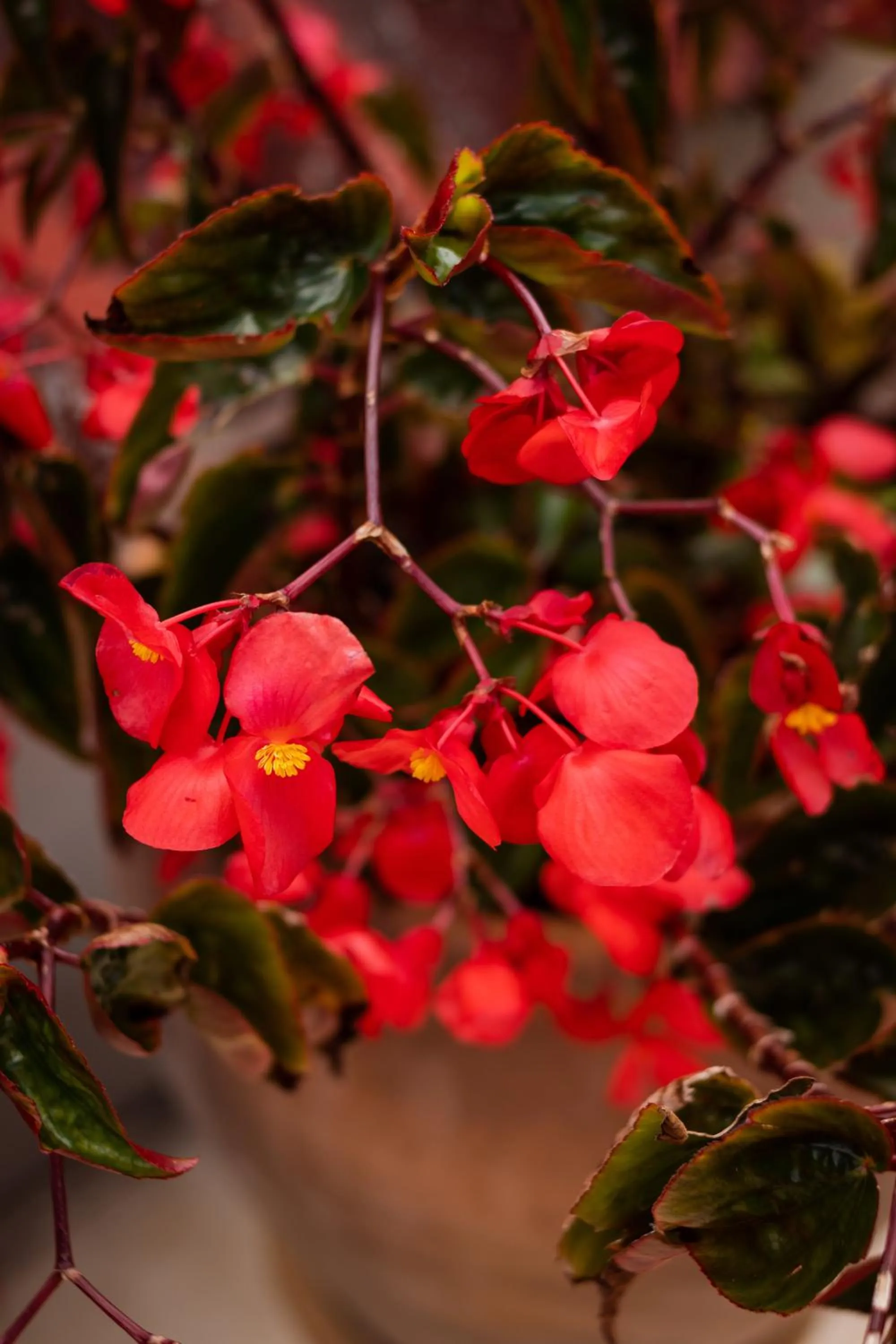 Mansion de los Angeles