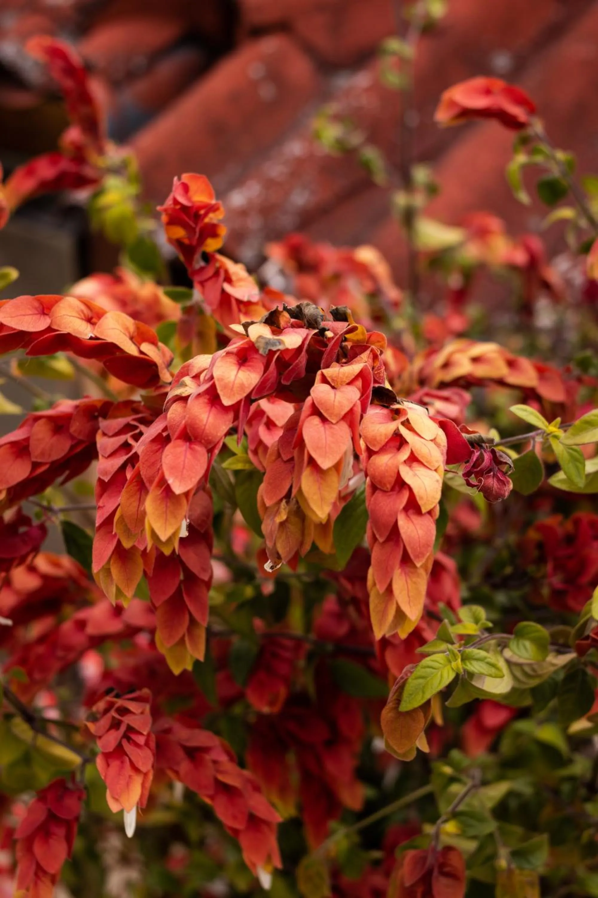 Mansion de los Angeles