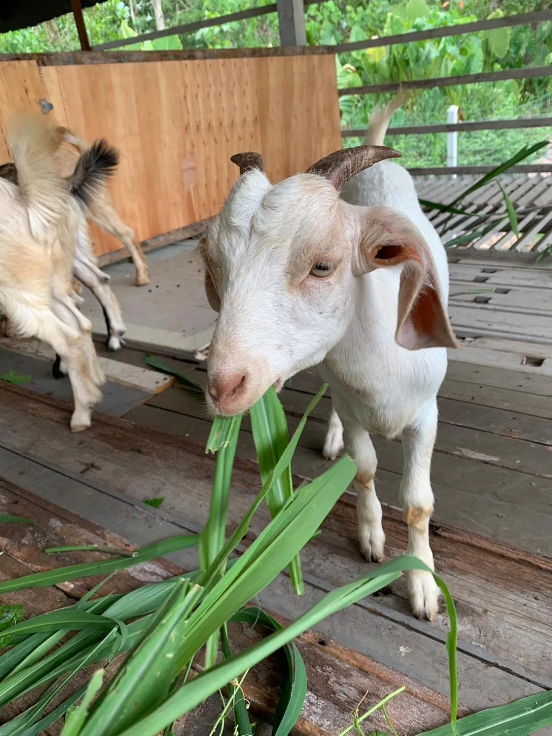 Activities in SALA Phuket Mai Khao Beach Resort