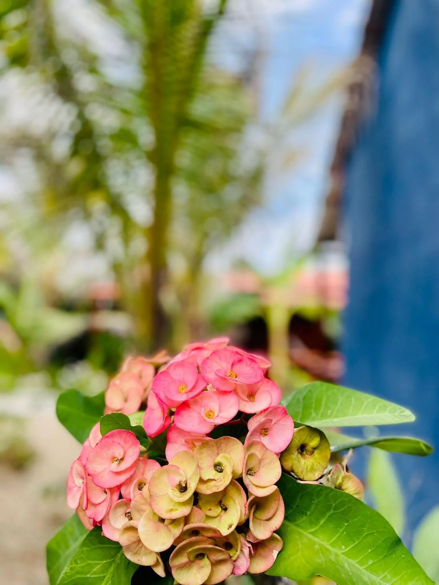 Un Dia Boutique Resort