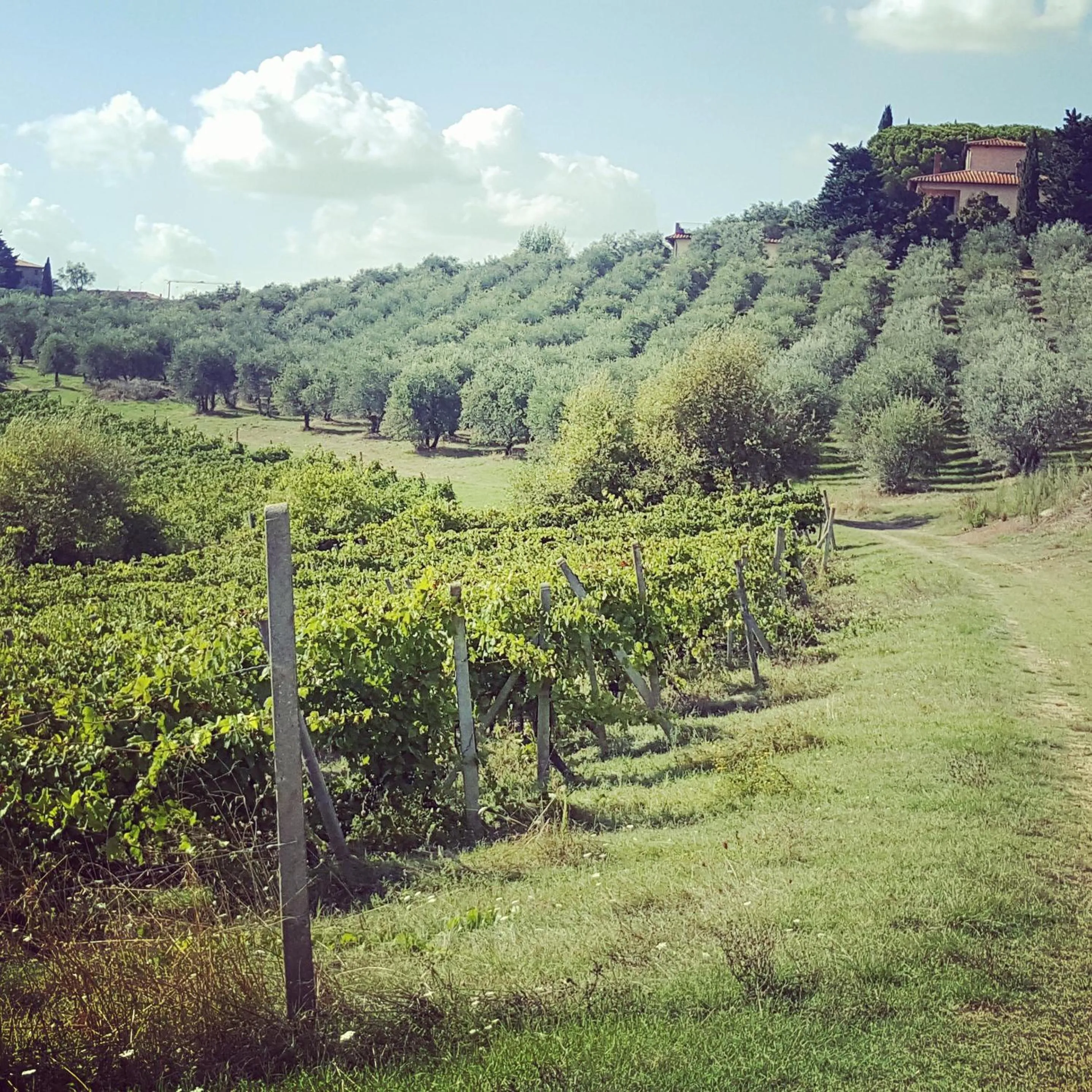 Agriturismo Torraiolo