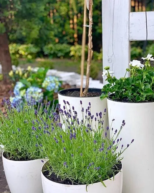 Garden in Hotel Dworek***