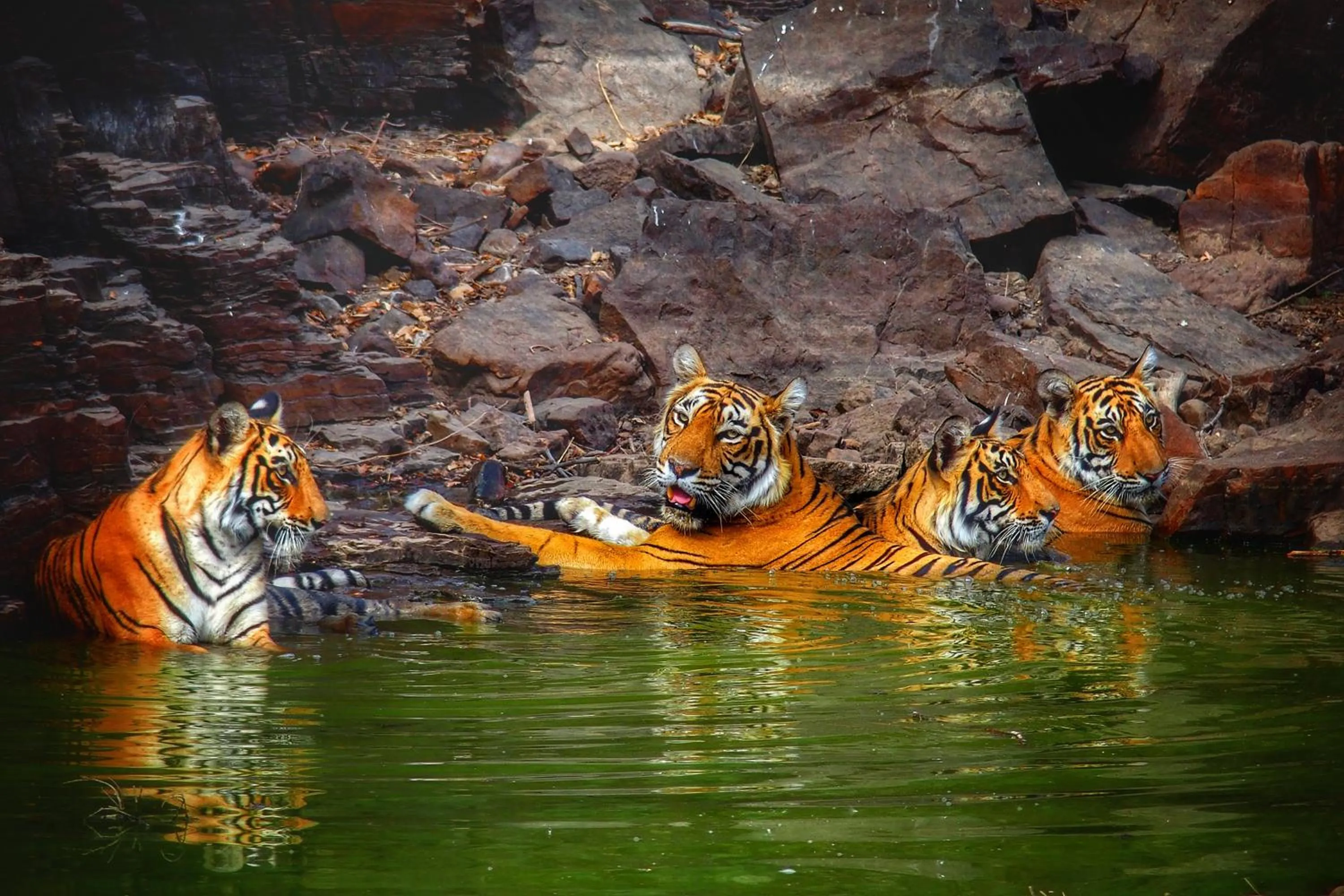 Activities in Ranthambore Tiger Home