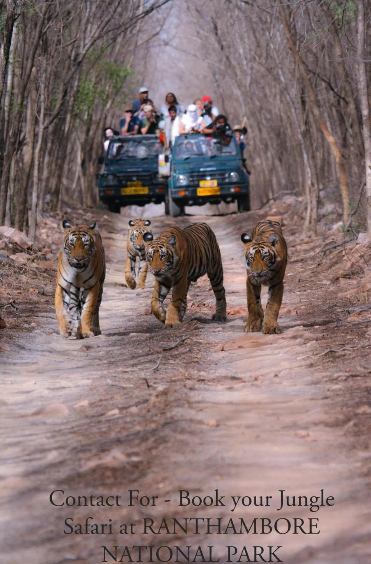 Off site in Ranthambore Tiger Home