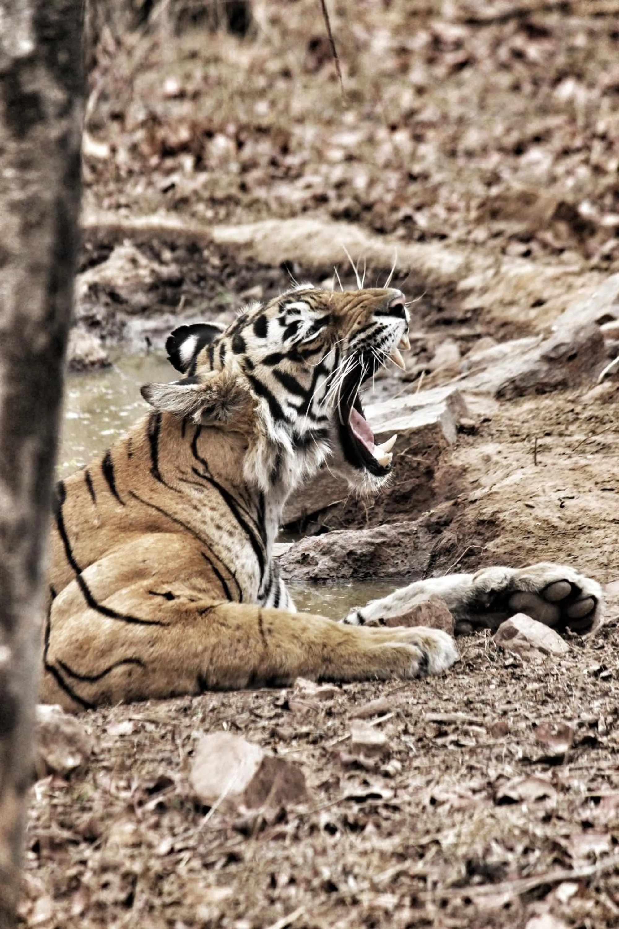 Other in Ranthambore Tiger Home