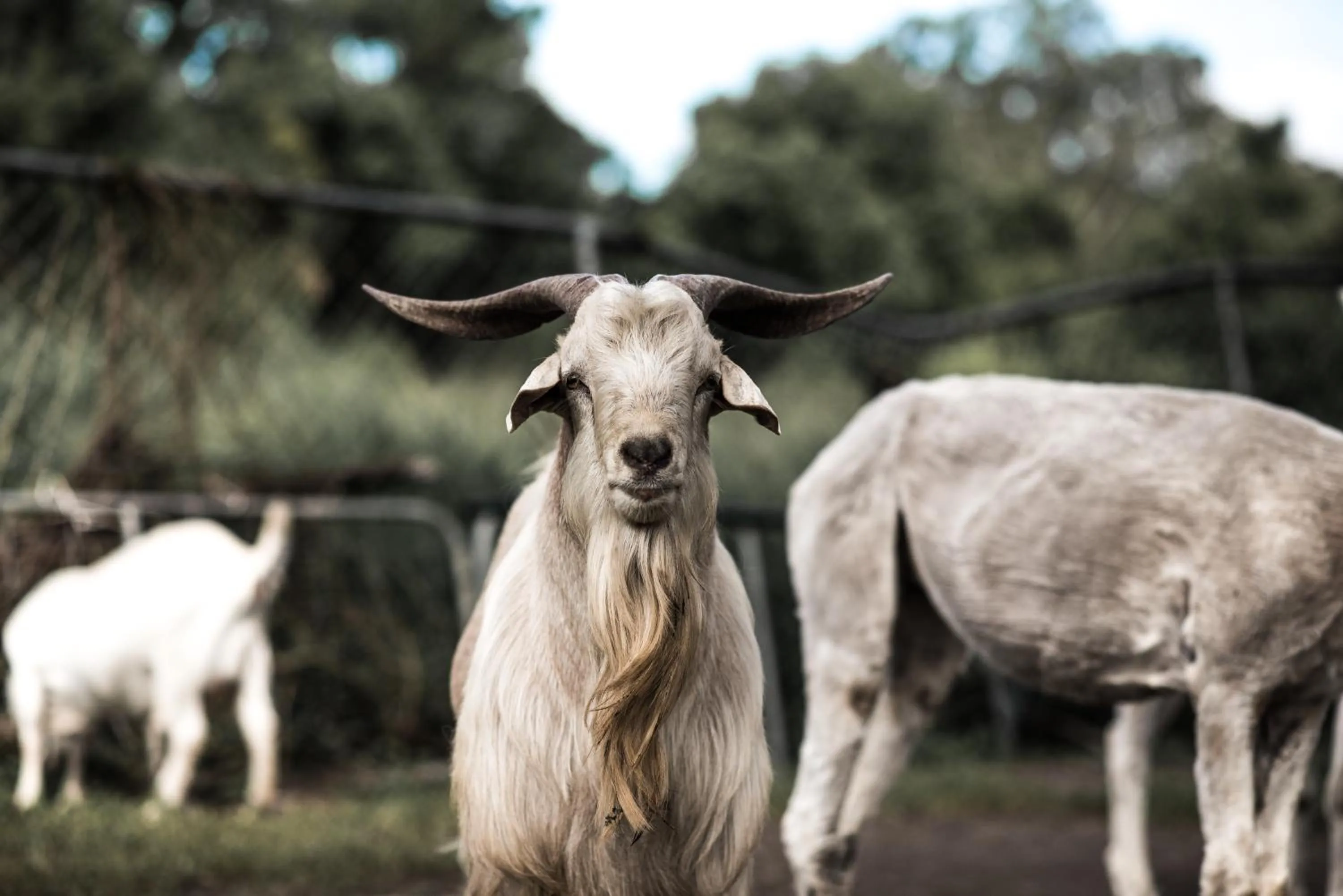 Animals in The Bearded Dragon Boutique Hotel