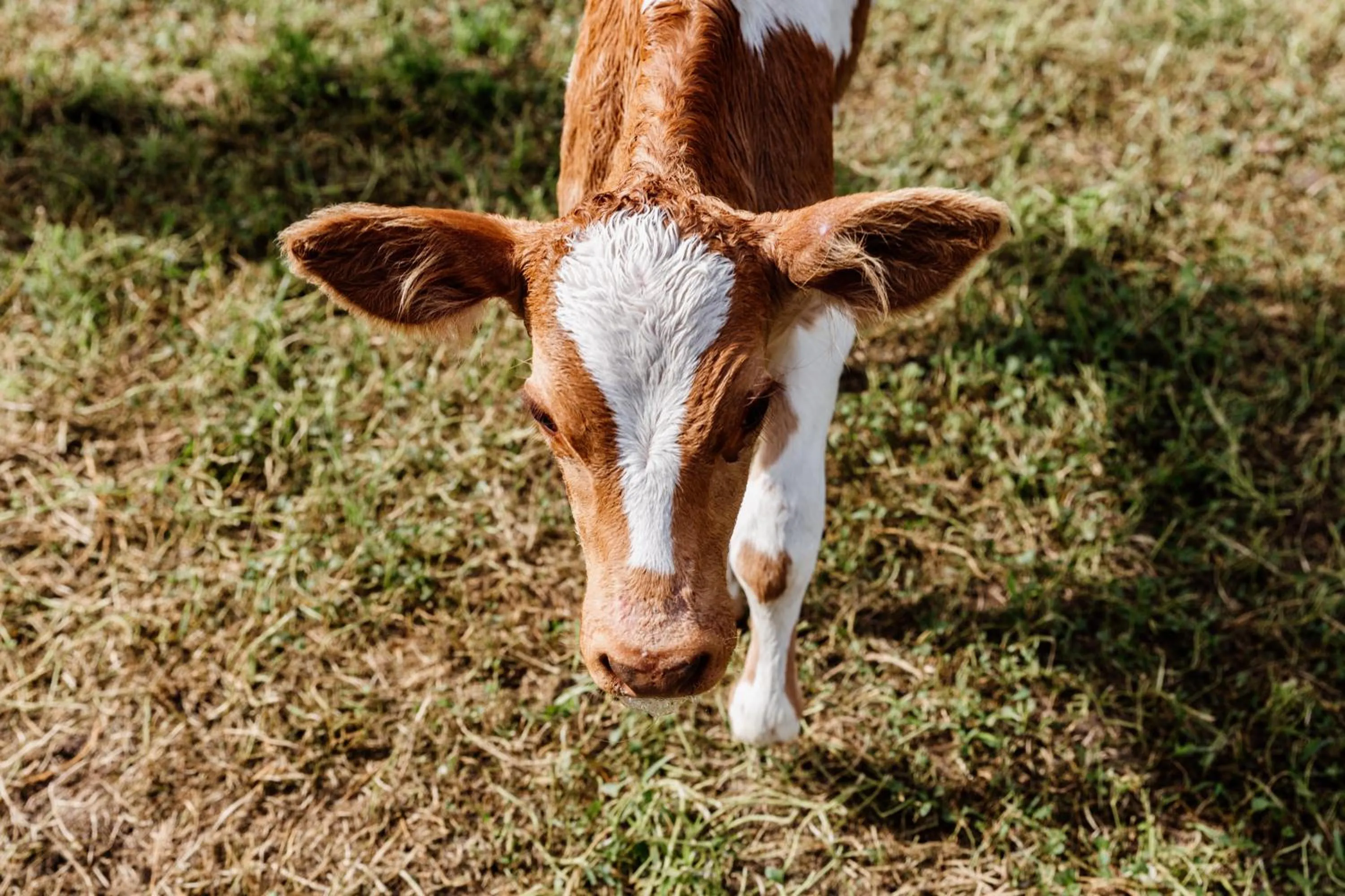 Animals in The Bearded Dragon Boutique Hotel