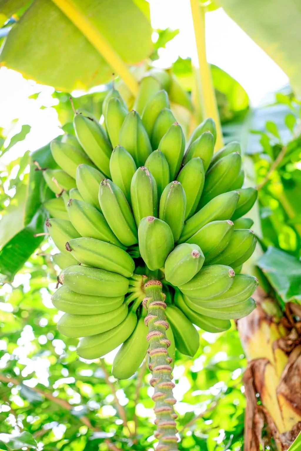 Garden in Lua Villas