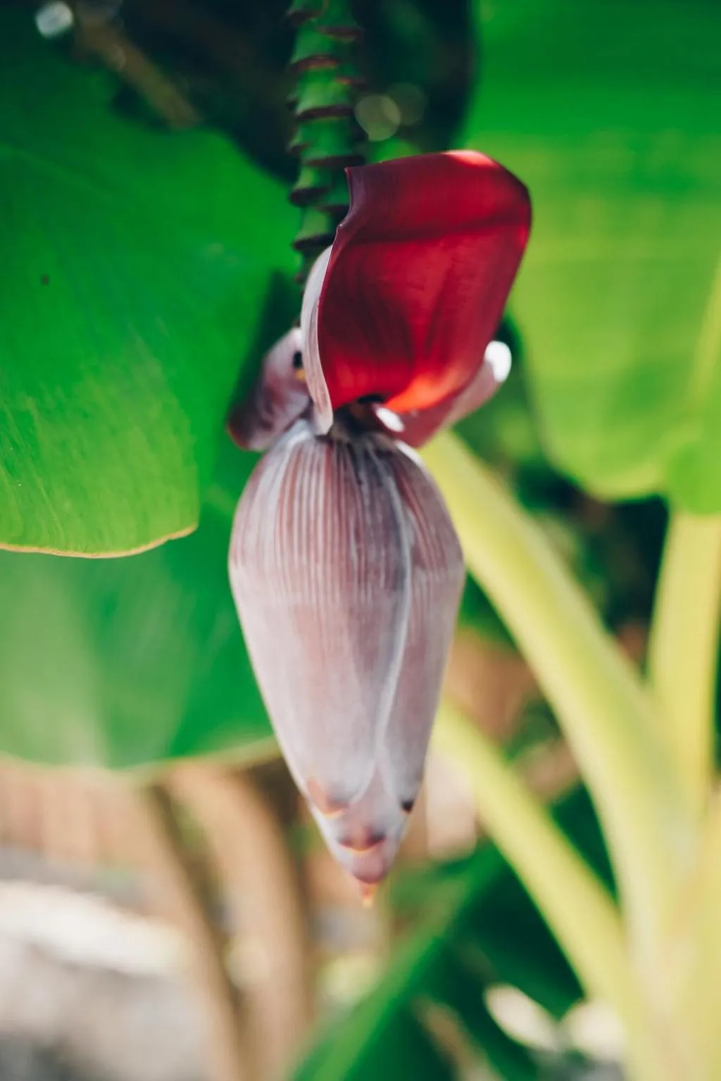 Garden in Lua Villas
