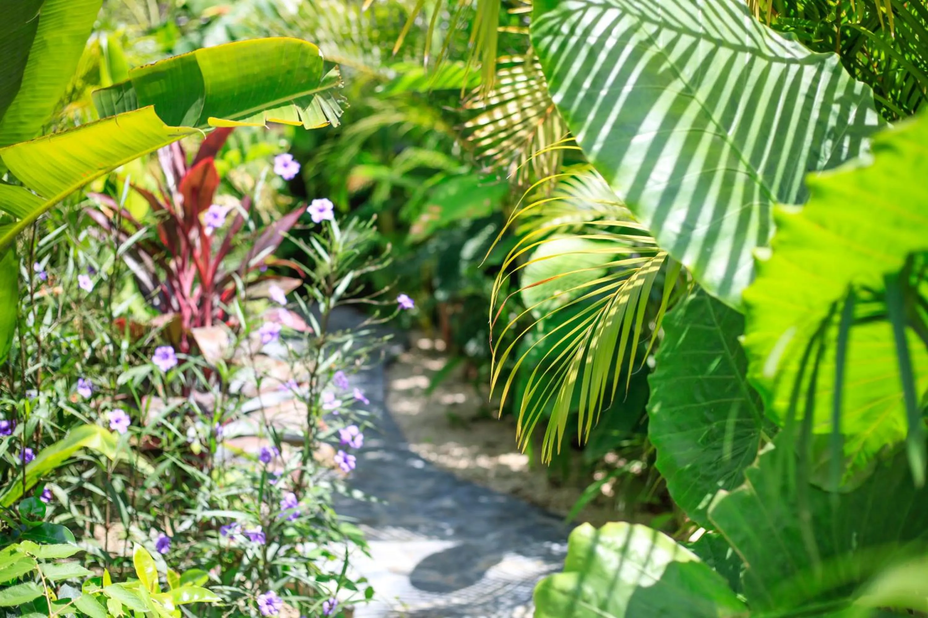 Garden in Lua Villas