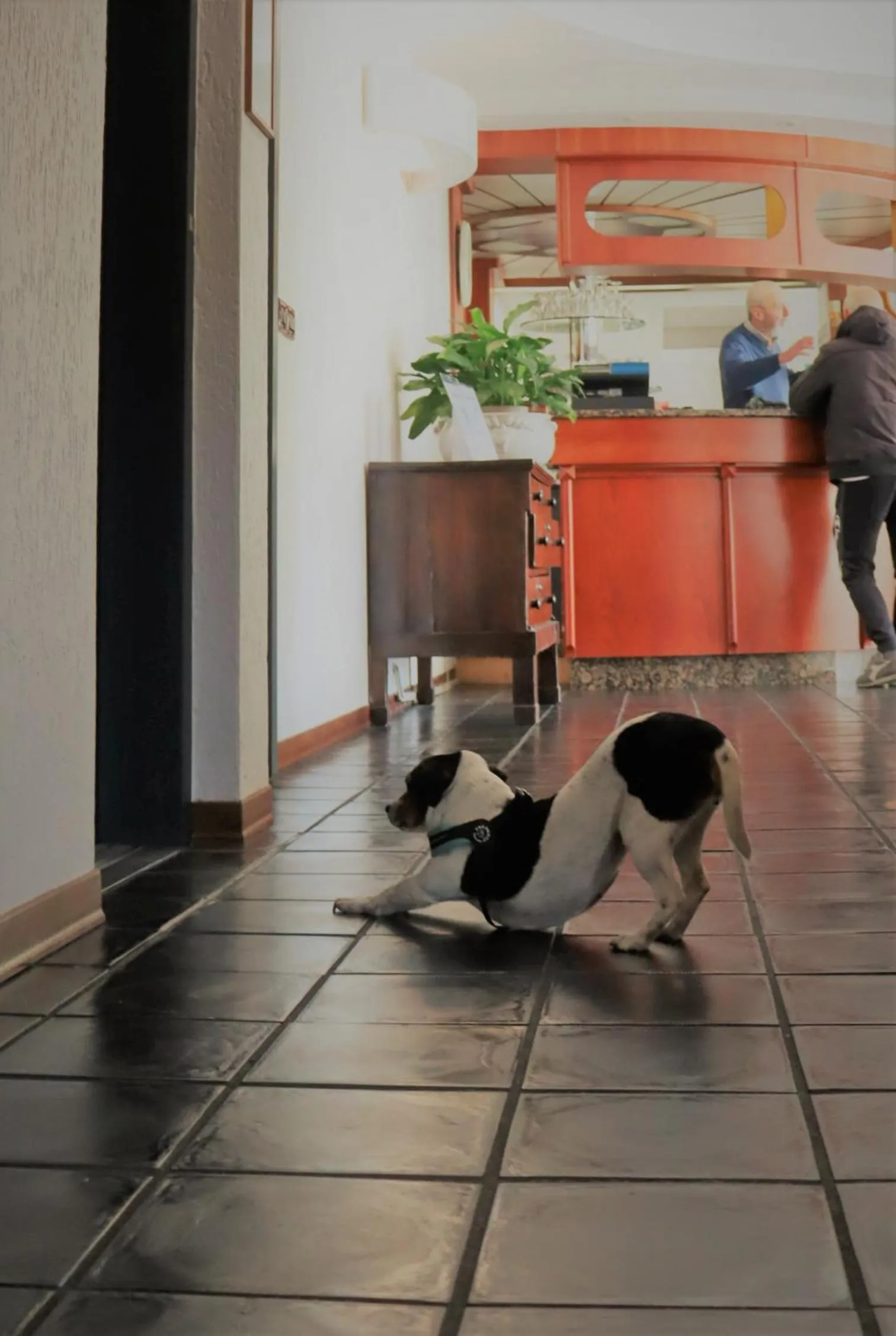 Animals in Hotel Galant