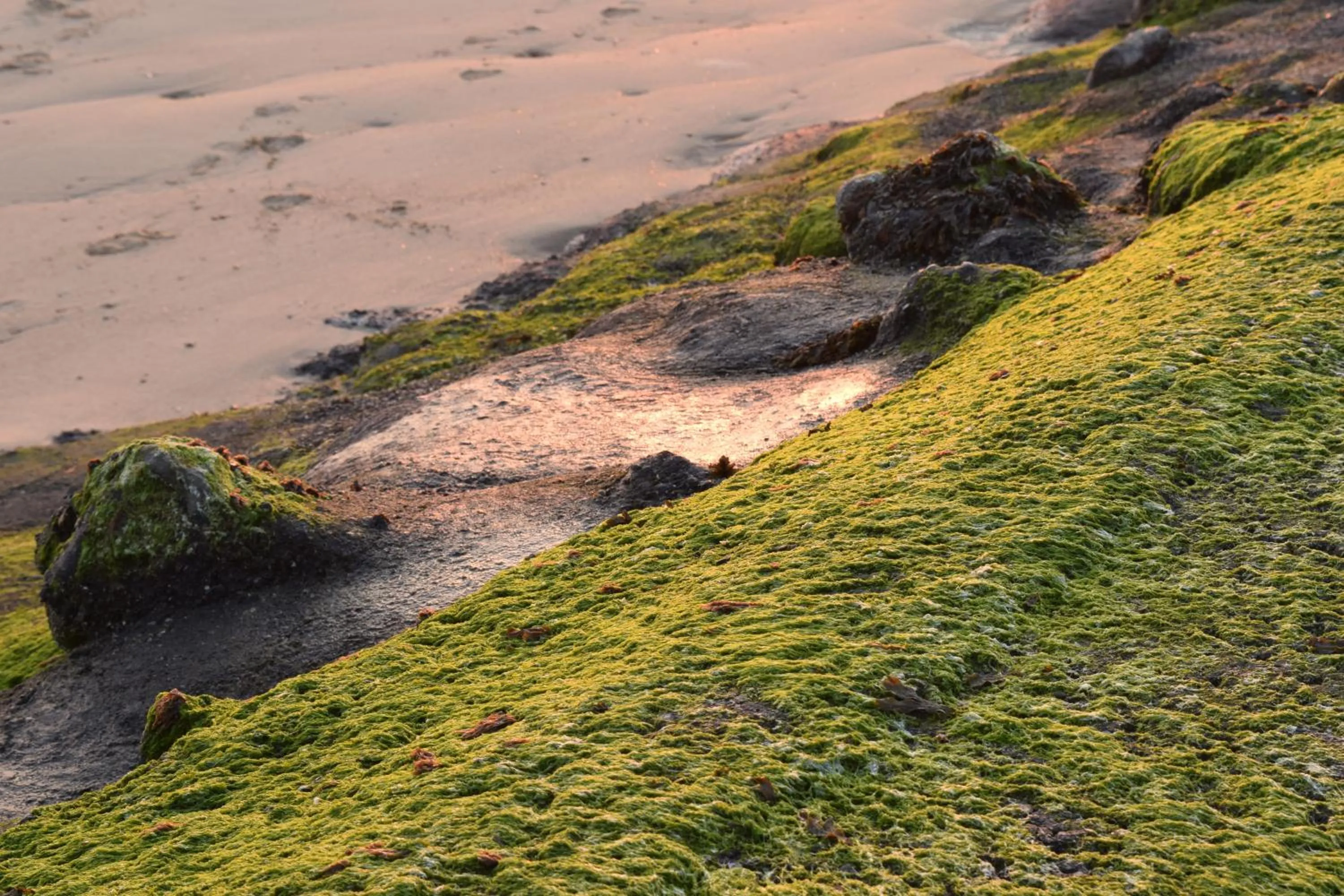 Beach in Hotel Maurice