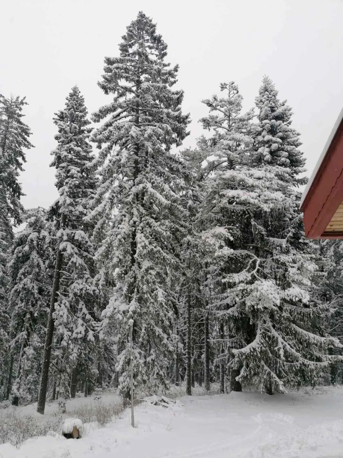Garden in Elina Hotel
