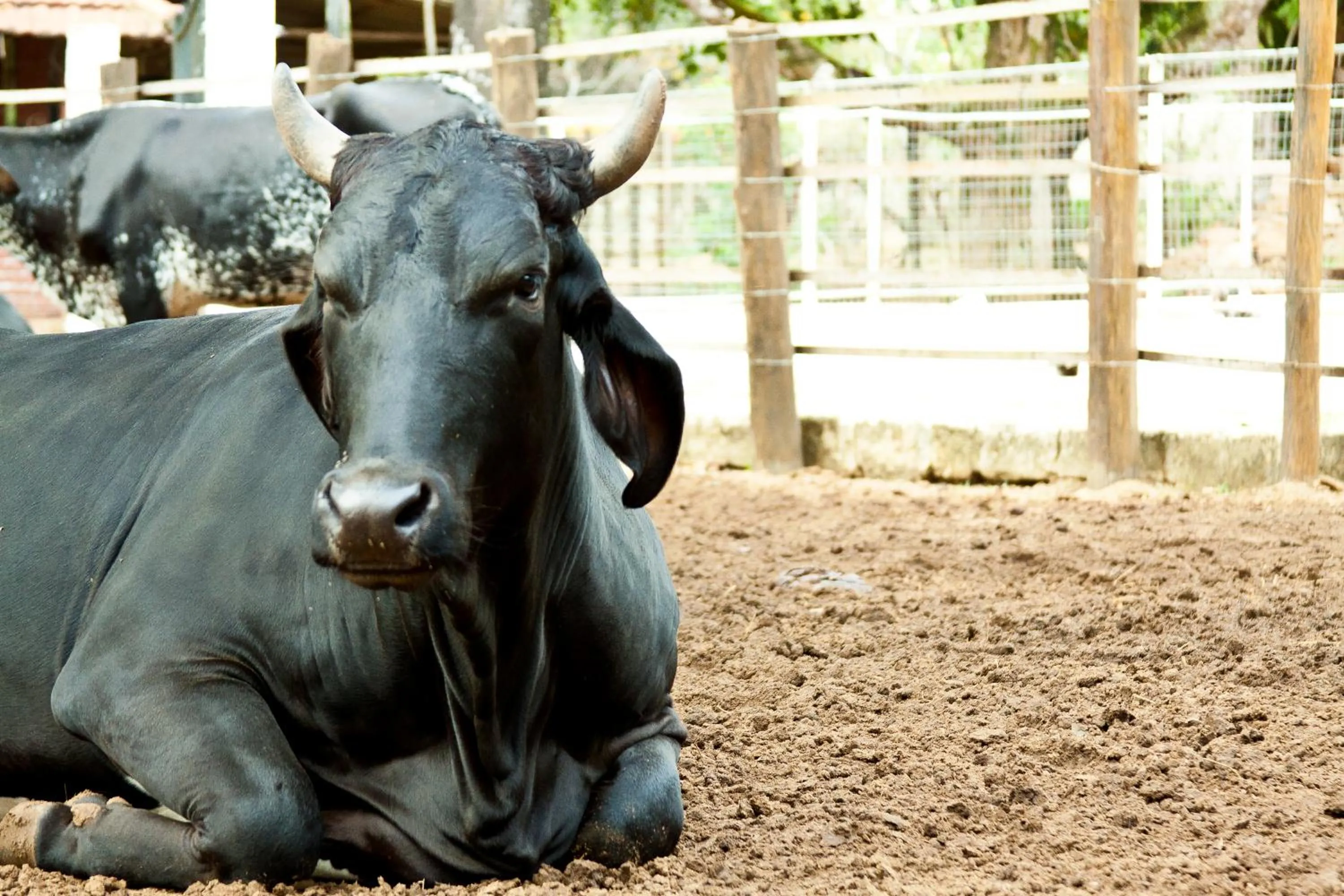 Animals in Hotel Tavares Correia