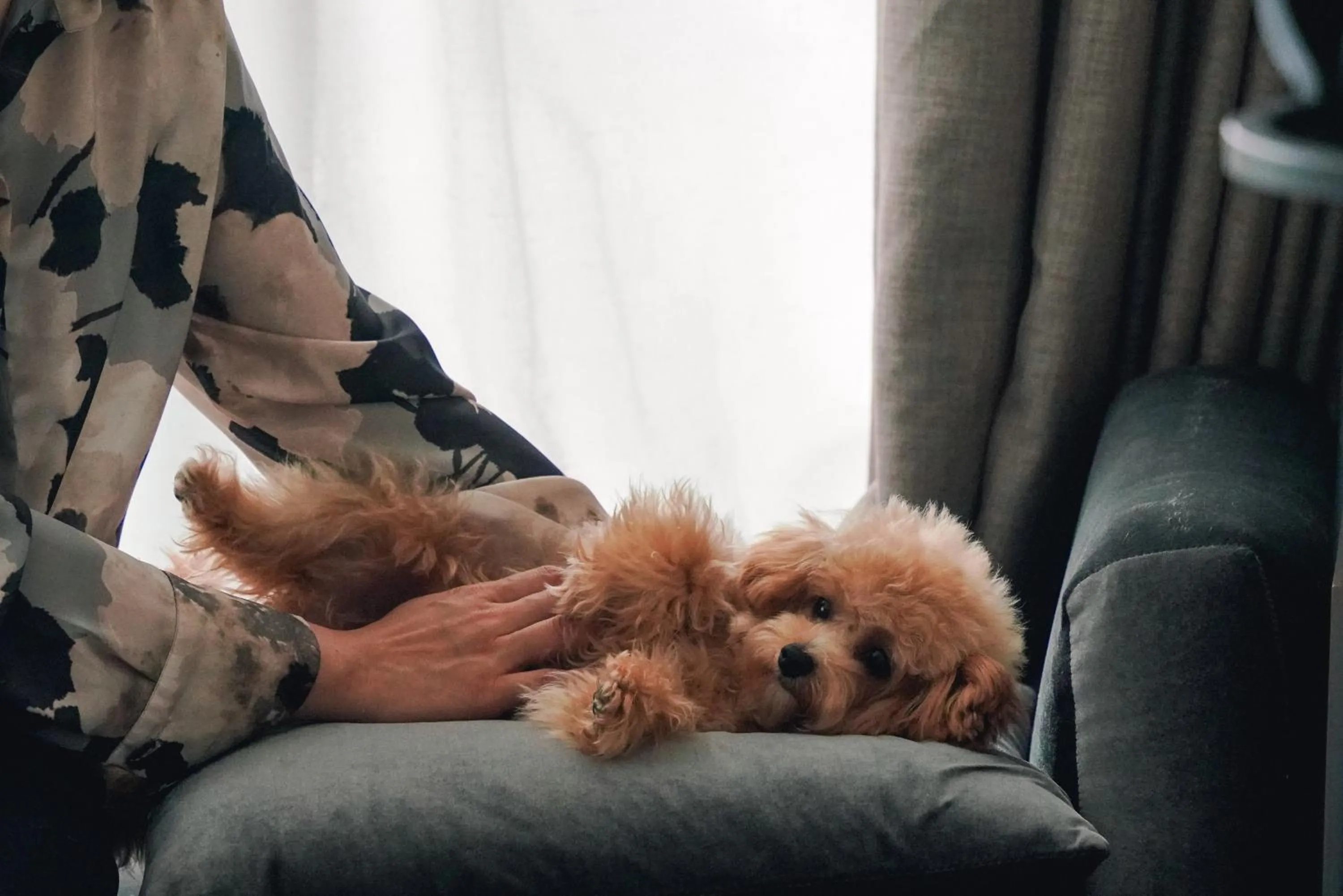 Pets in Le Meridien Xi'an Chanba