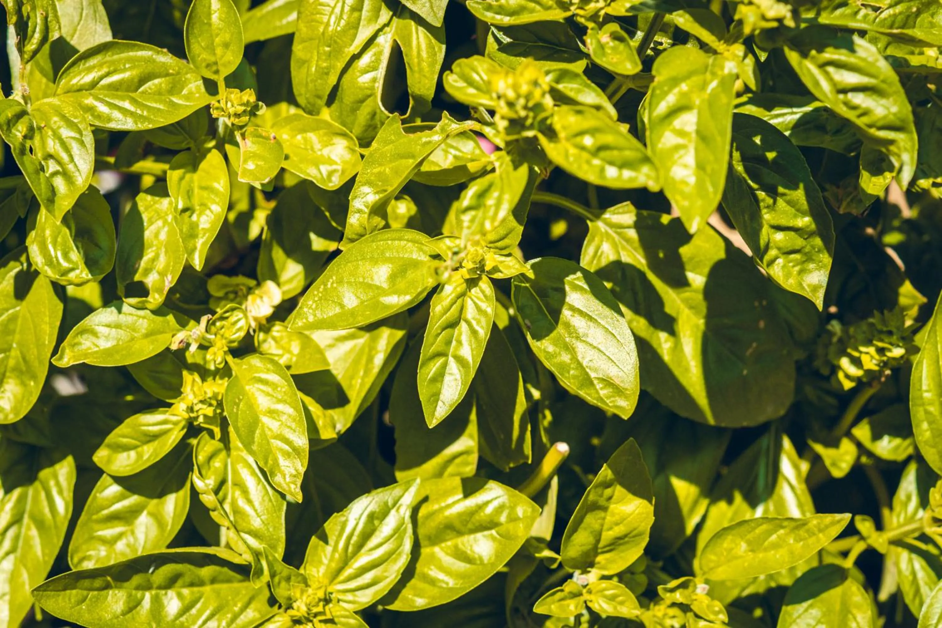 Garden in Logis Hôtel La Magnanerie - Côté Bistro