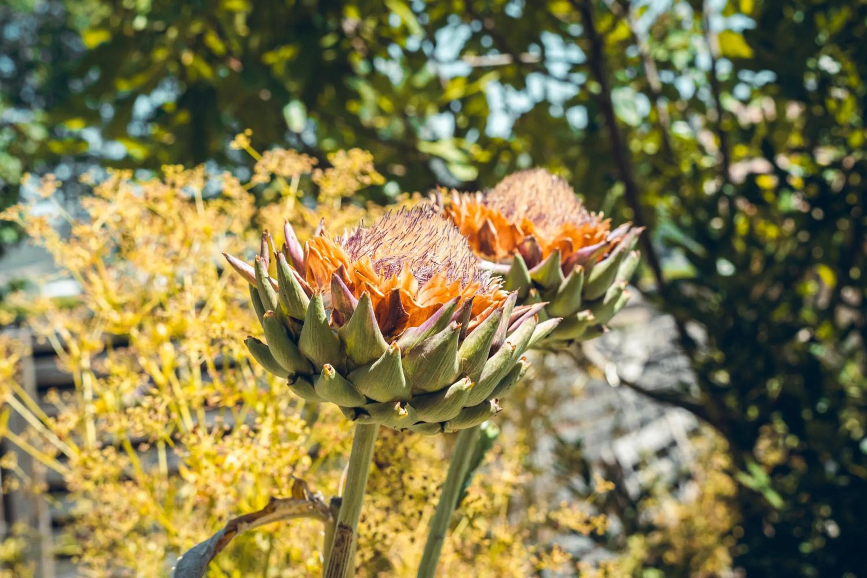 Garden in Logis Hôtel La Magnanerie - Côté Bistro