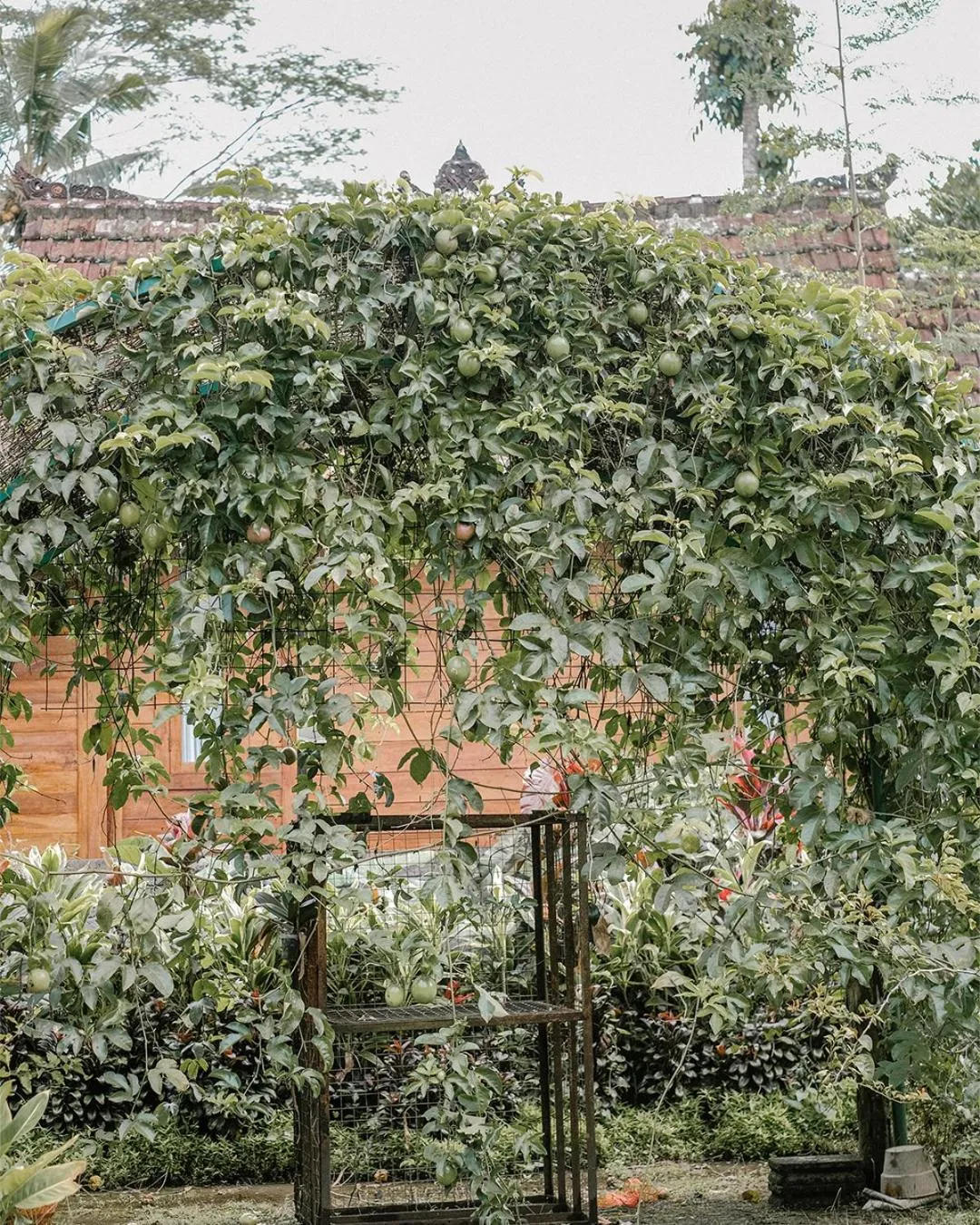 Garden in Song Broek Bali