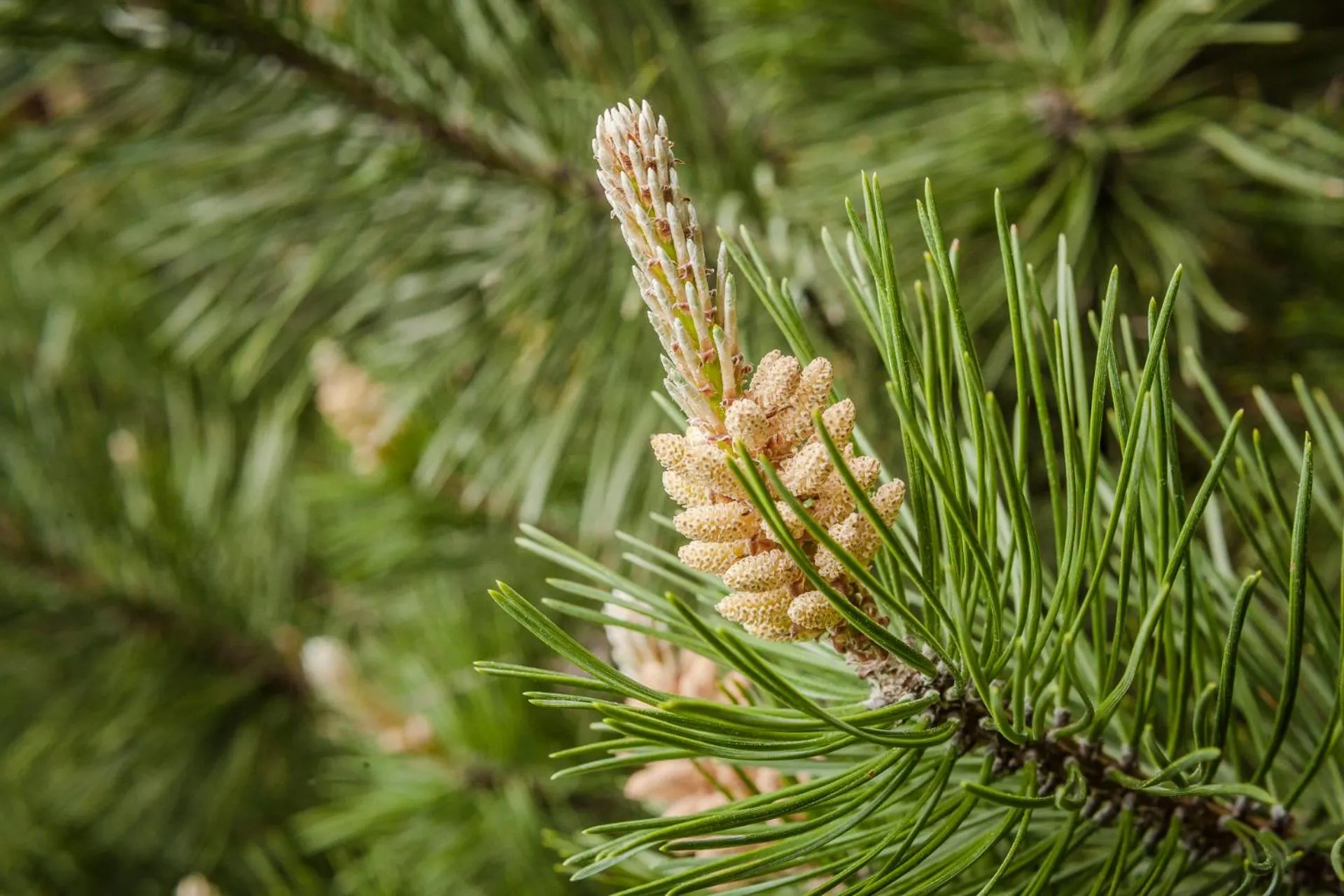 Spa and wellness centre/facilities in Hotel Drumlerhof