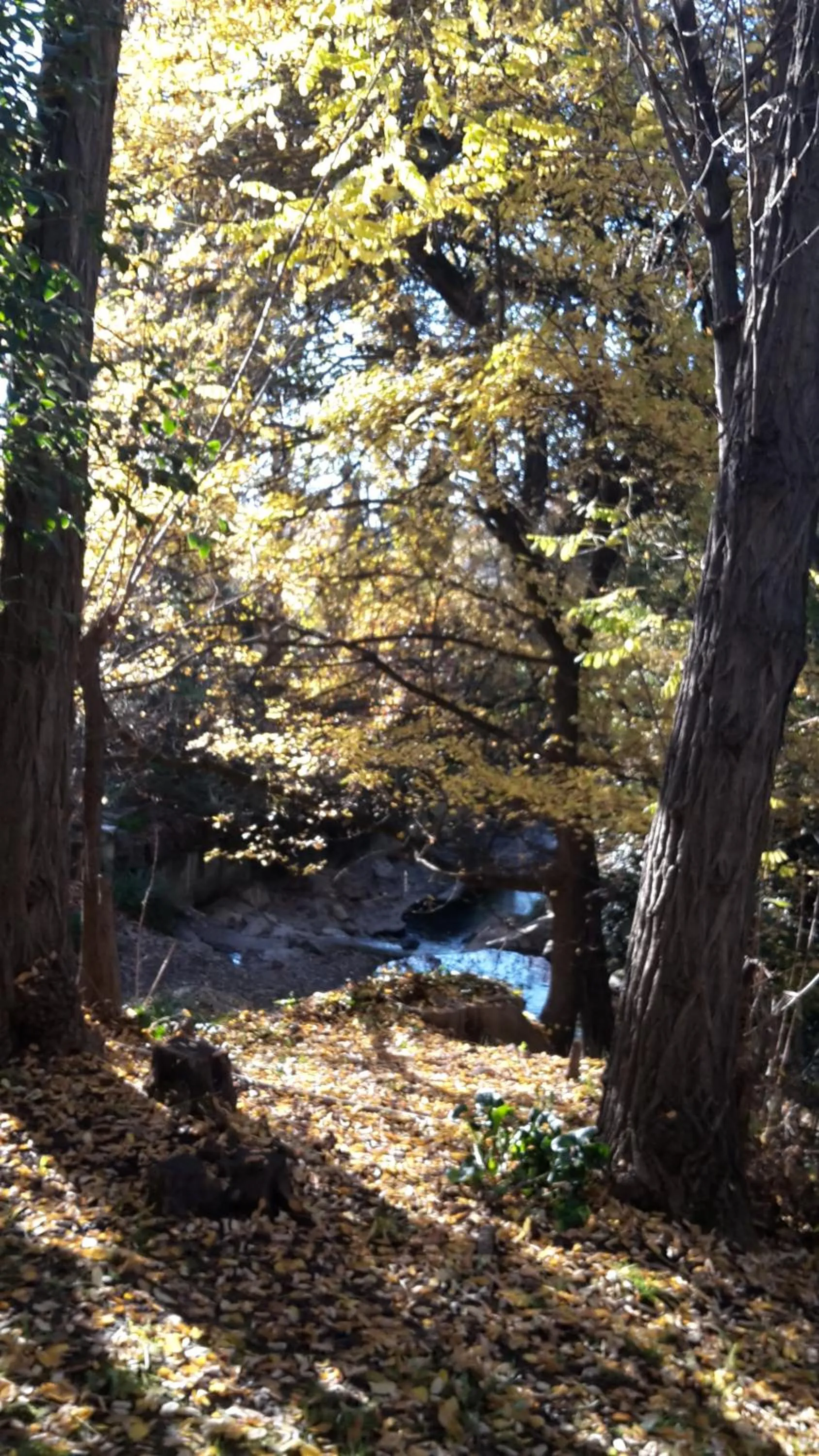 Garden in Hotel Bel Alp Manosque