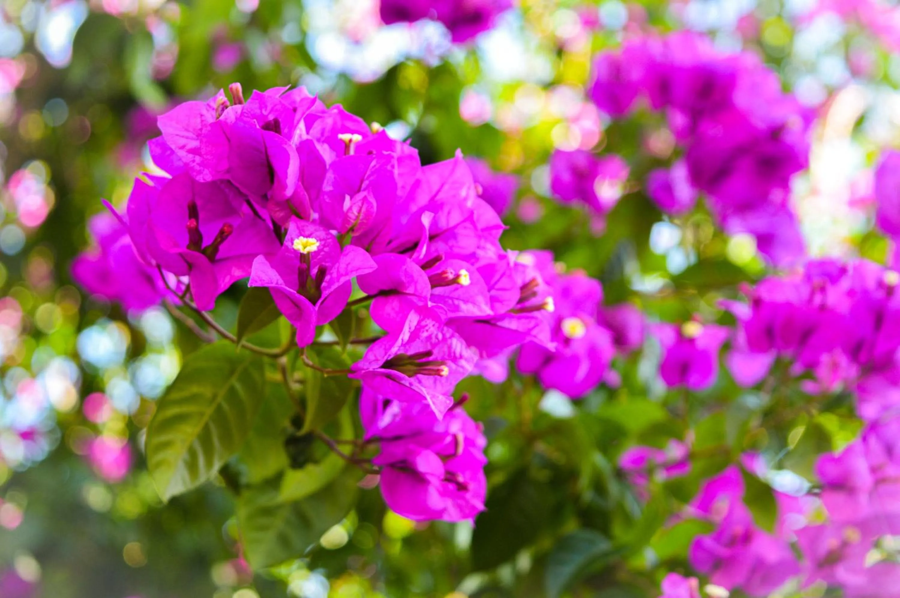 Garden in Sky Valle Hotel